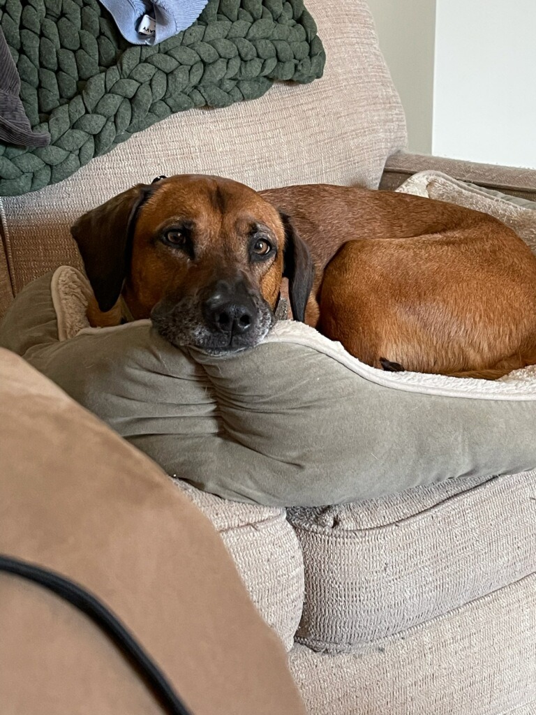 Emergency Care for Athena's Recovery campaign photo, 6 of 7
