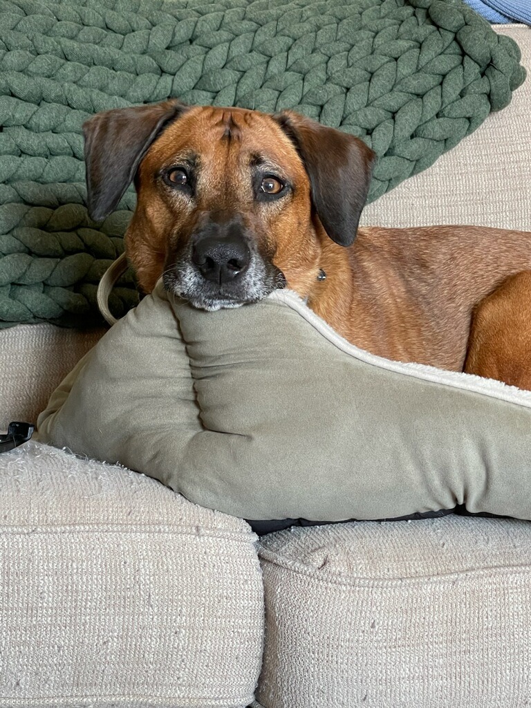 Emergency Care for Athena's Recovery campaign photo, 2 of 7