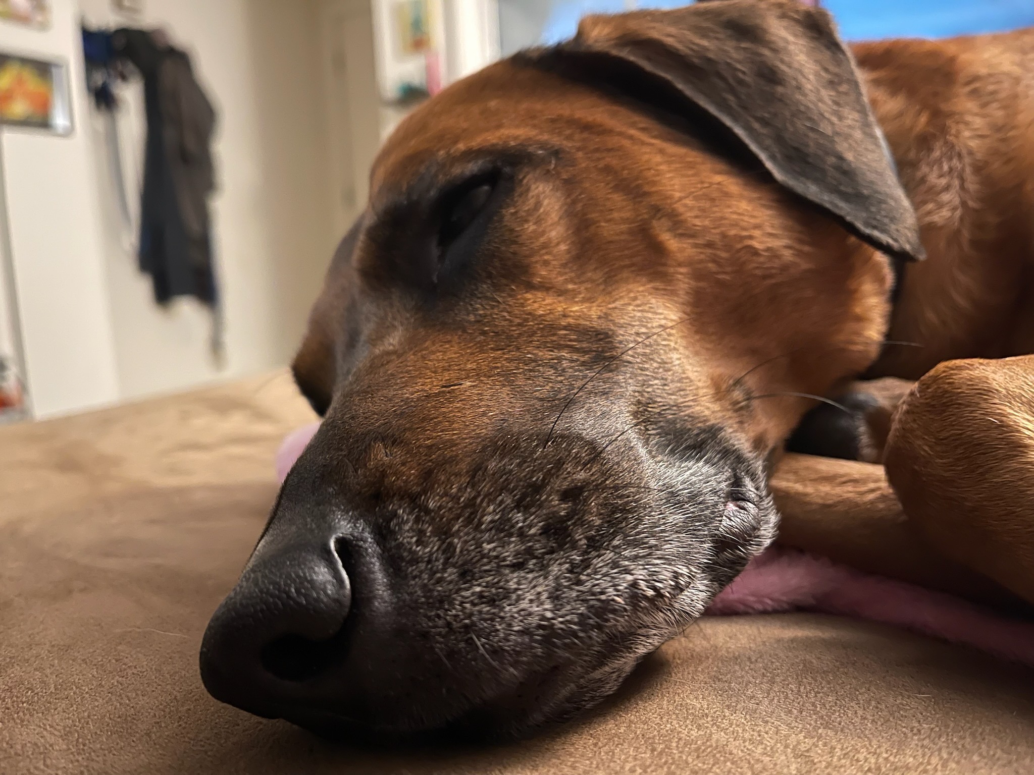 Emergency Care for Athena's Recovery campaign photo, 5 of 7