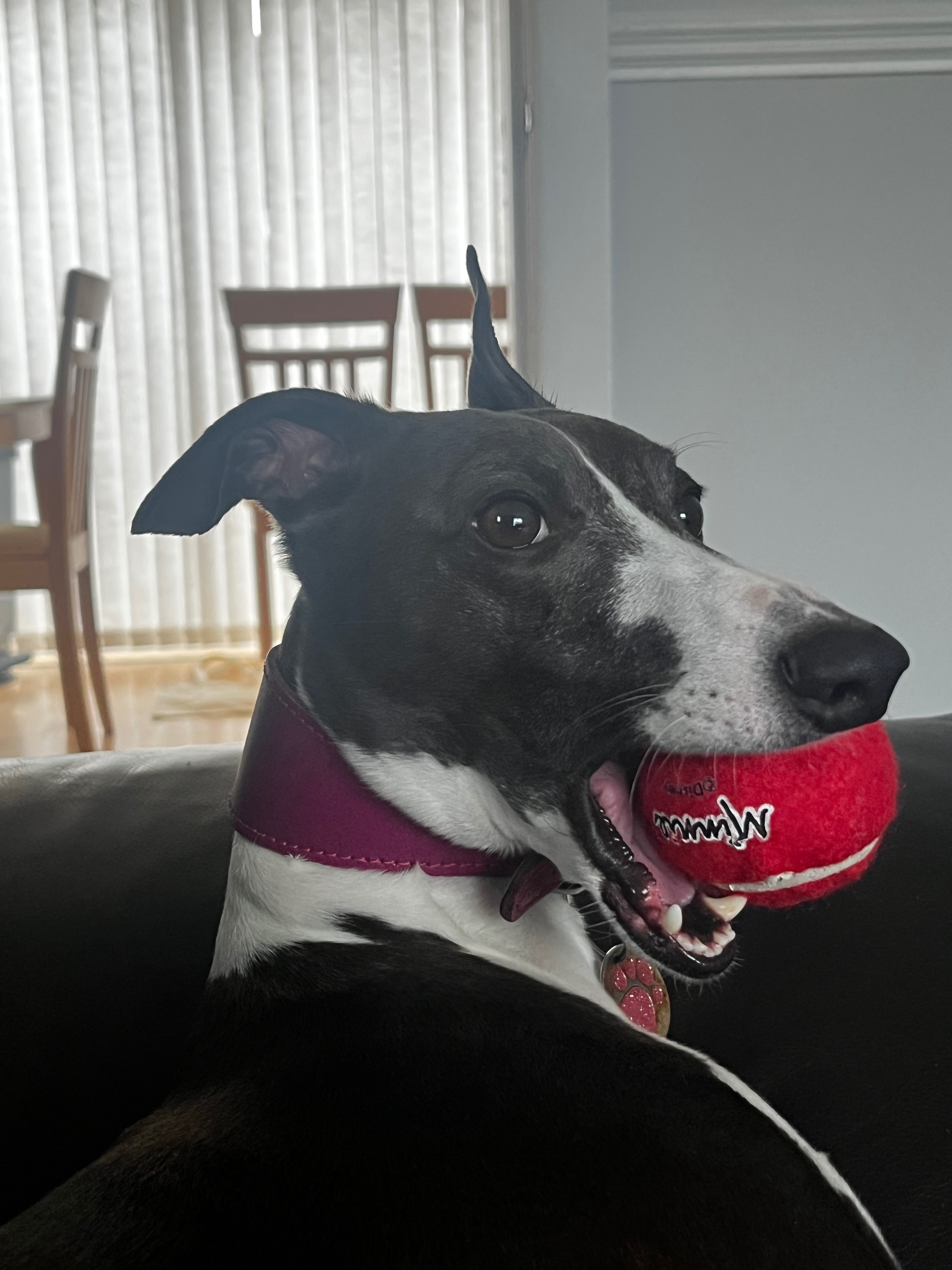 Please help our fur baby get well -UPDATE 30.4.2026 campaign photo, 7 of 8