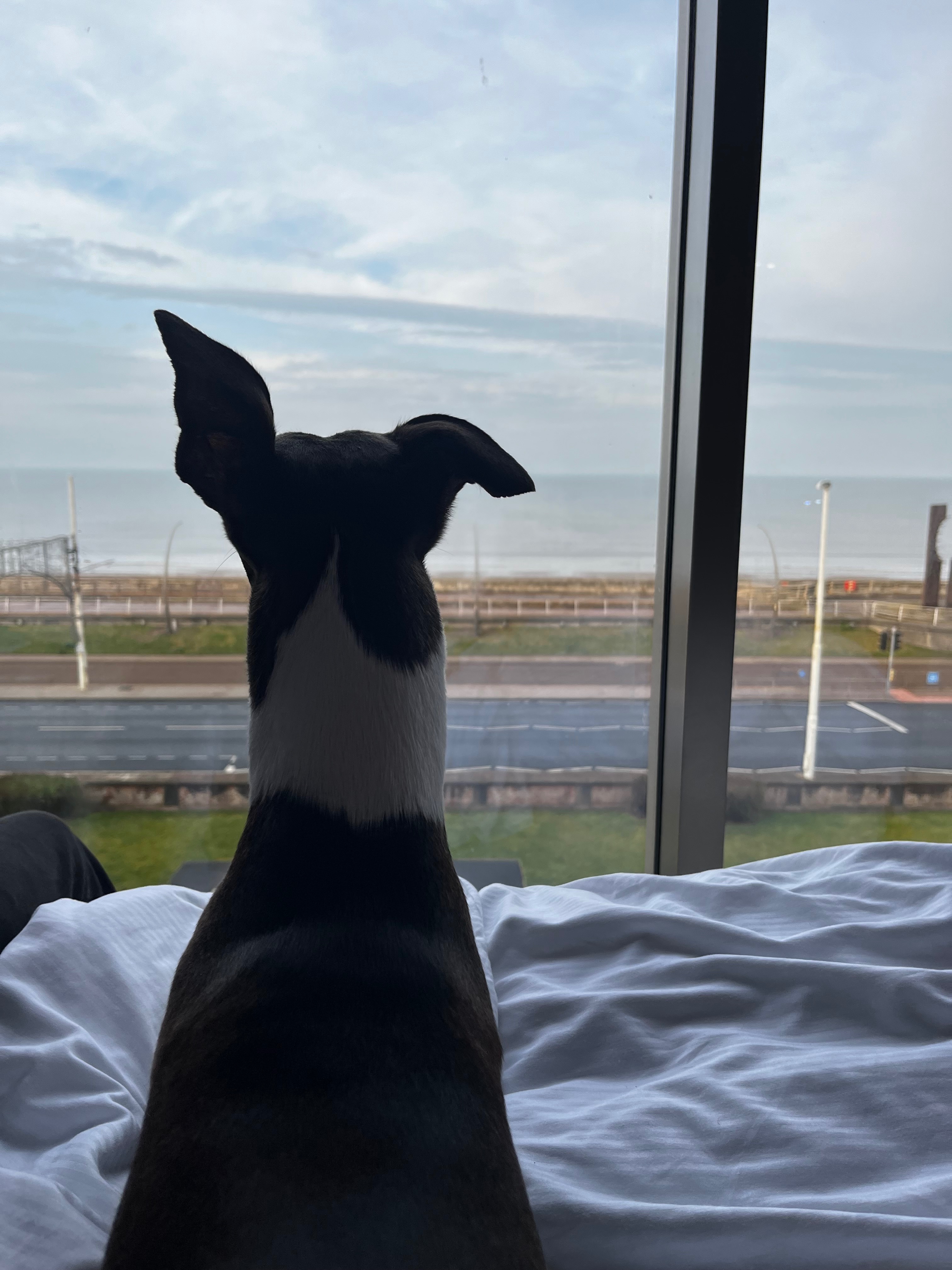 Please help our fur baby get well -UPDATE 30.4.2026 campaign photo, 2 of 8