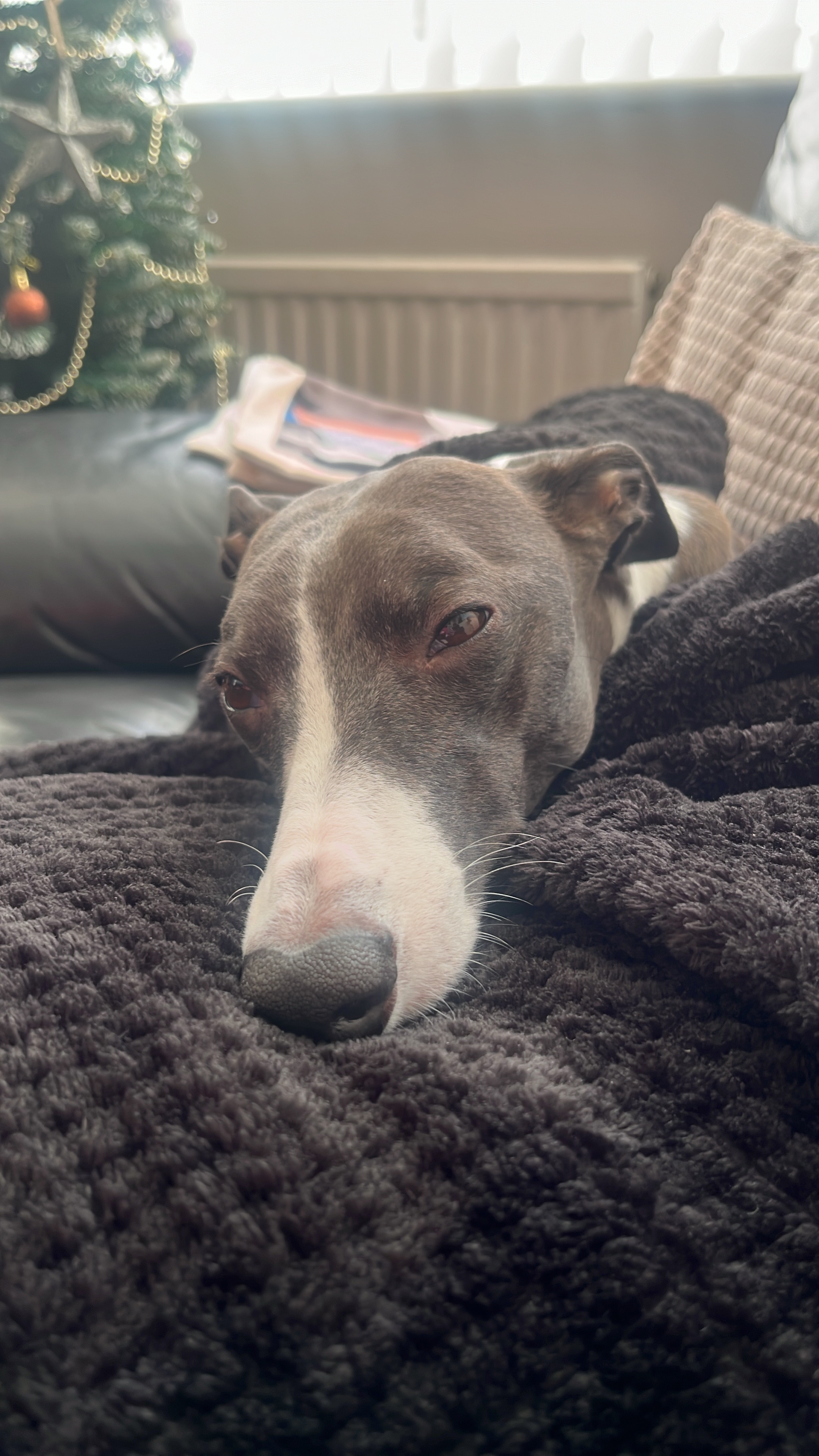 Please help our fur baby get well -UPDATE 30.4.2026 campaign photo, 4 of 8