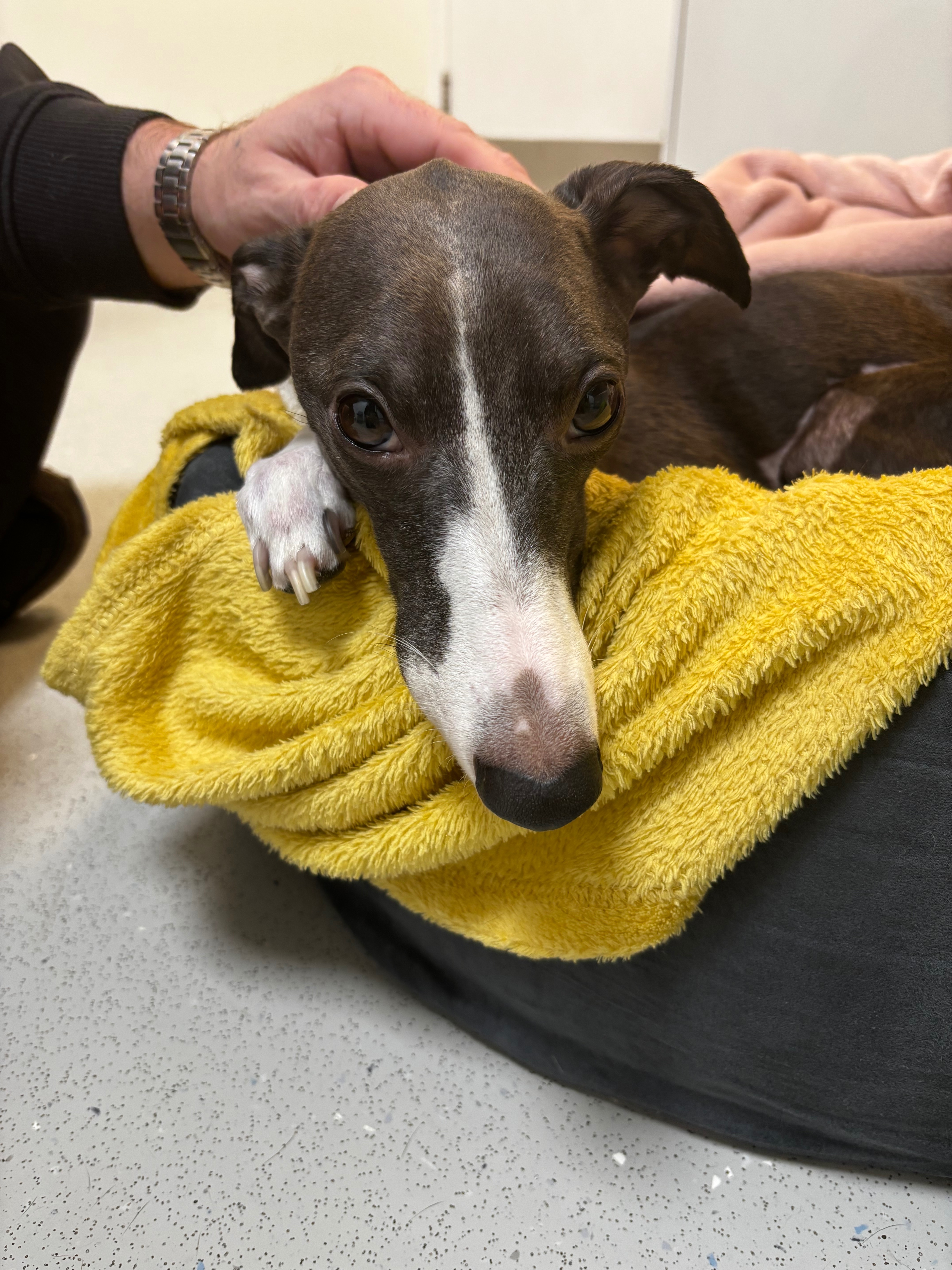 Please help our fur baby get well -UPDATE 30.4.2026 campaign photo, 5 of 8