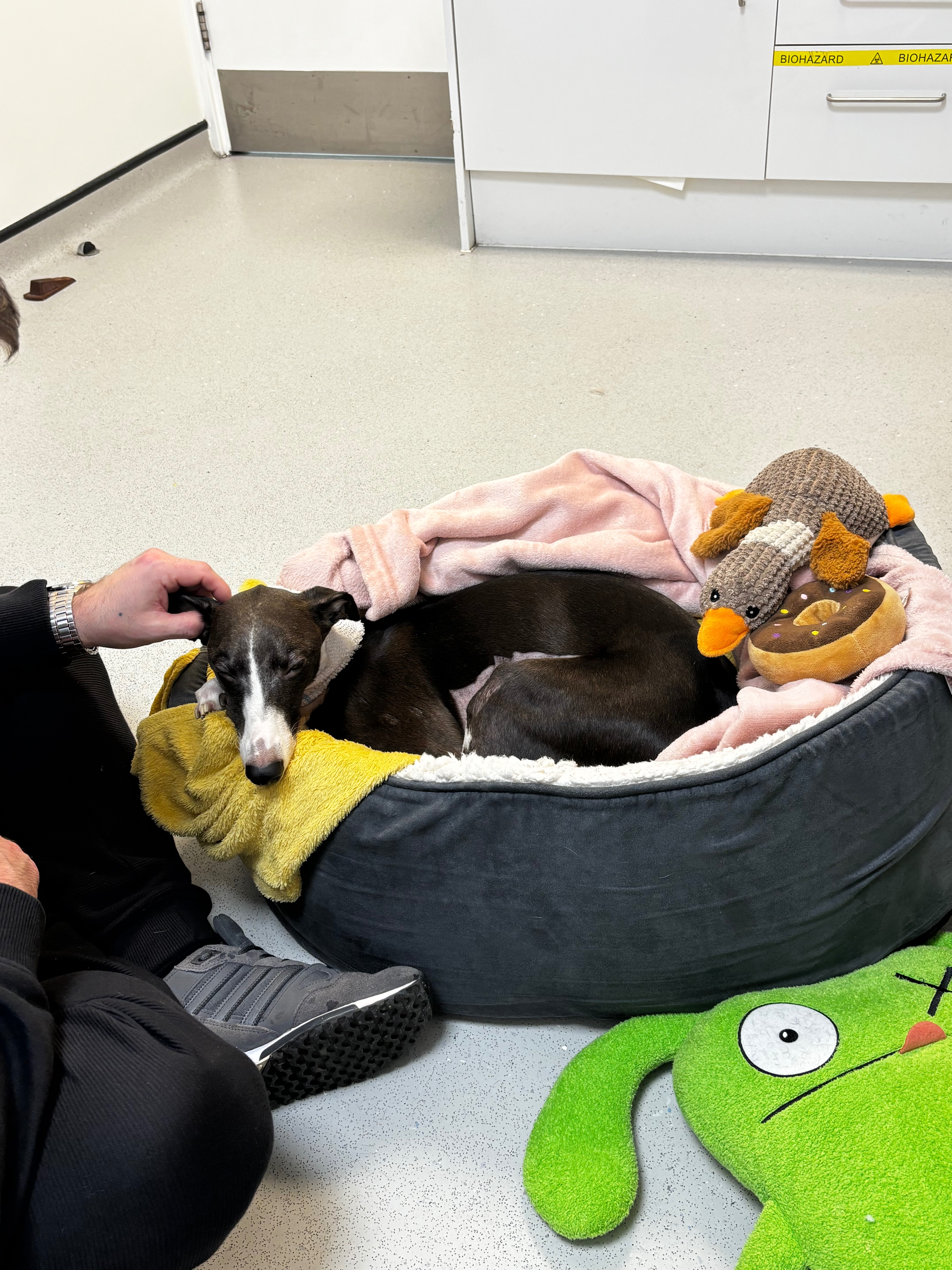 Please help our fur baby get well -UPDATE 30.4.2026 campaign photo, 6 of 8