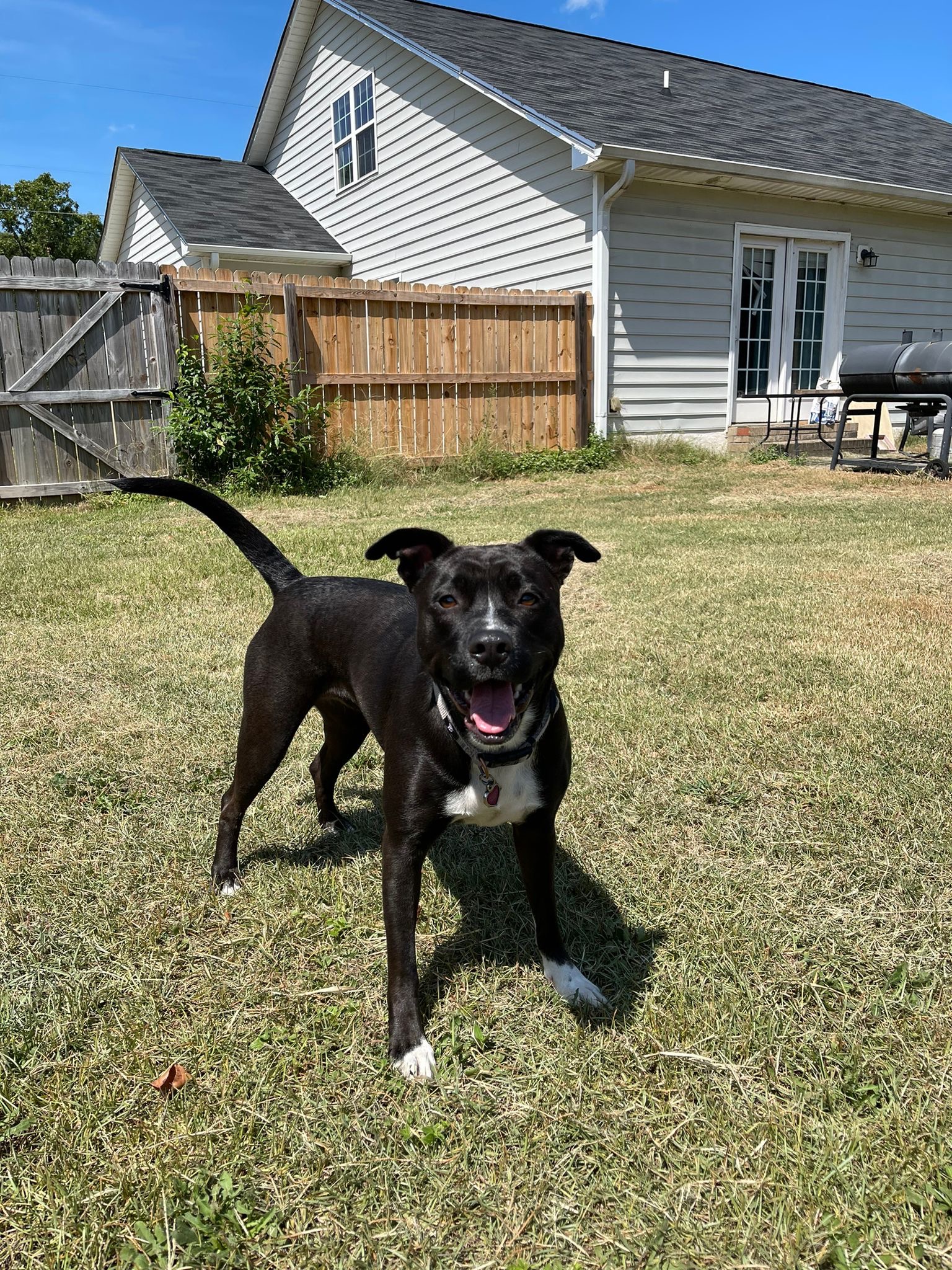Help Bella Get Surgery and Run Again campaign photo, 2 of 8