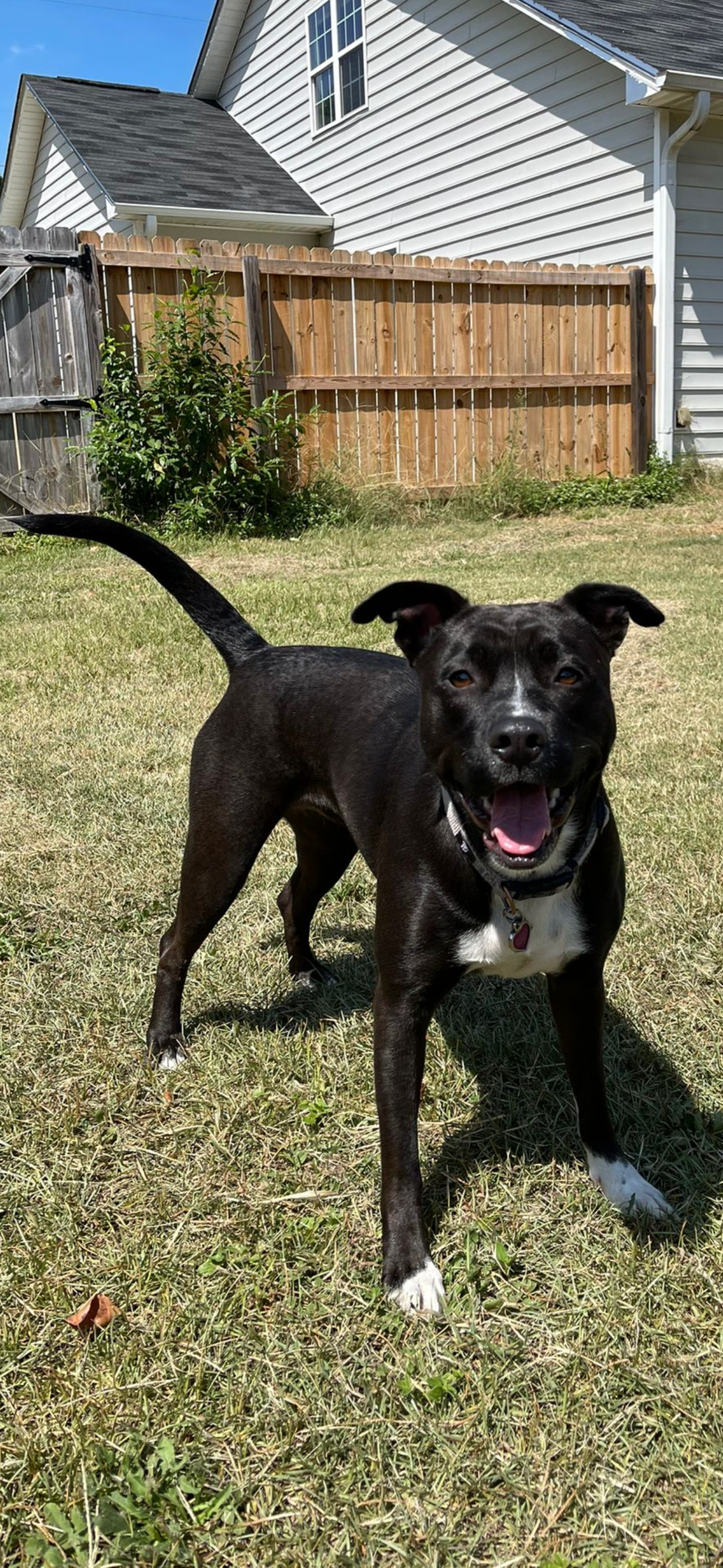 Help Bella Get Surgery and Run Again campaign photo, 6 of 8