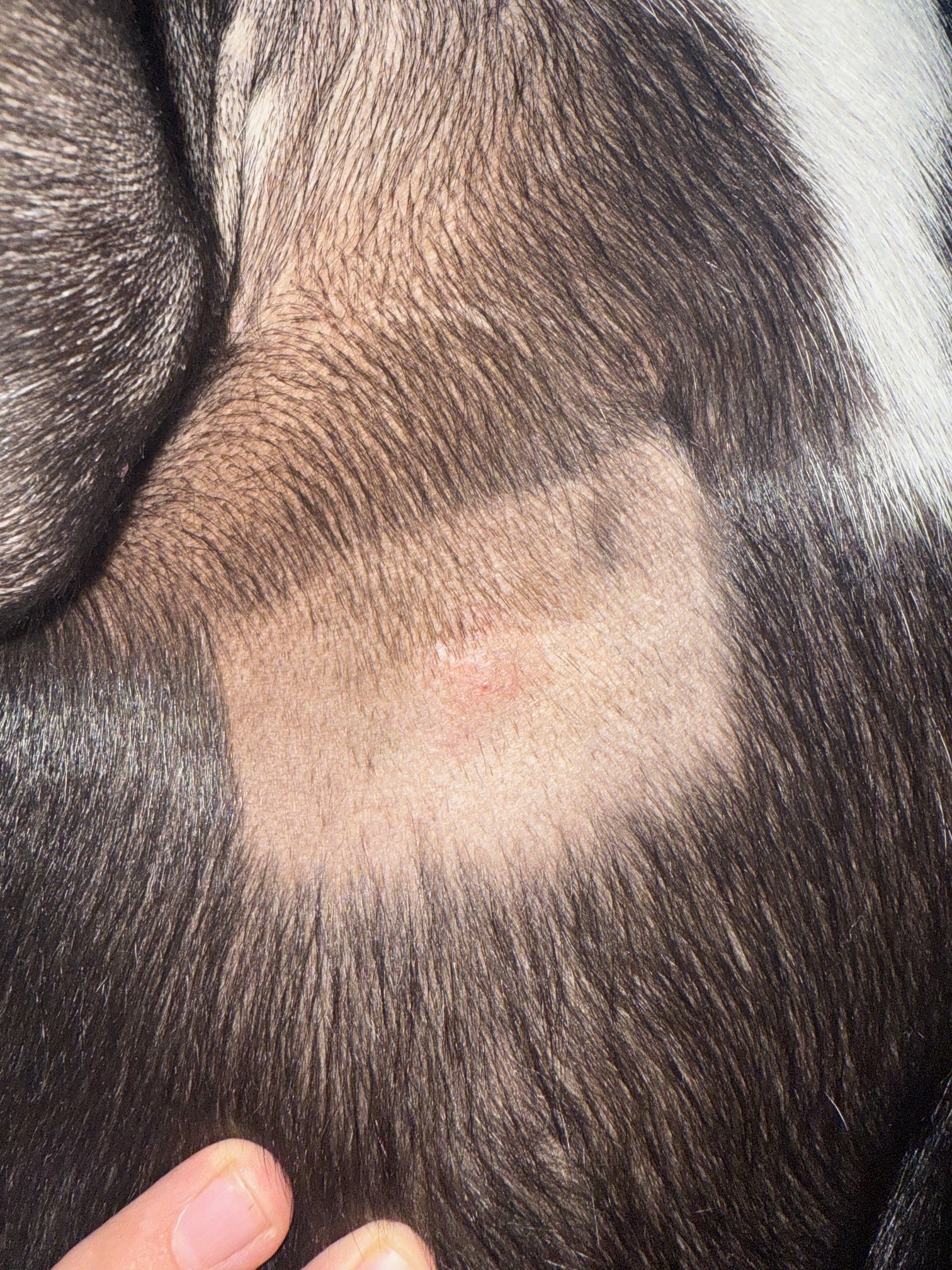 Support for Dog's Cancer Surgery campaign photo, 4 of 6
