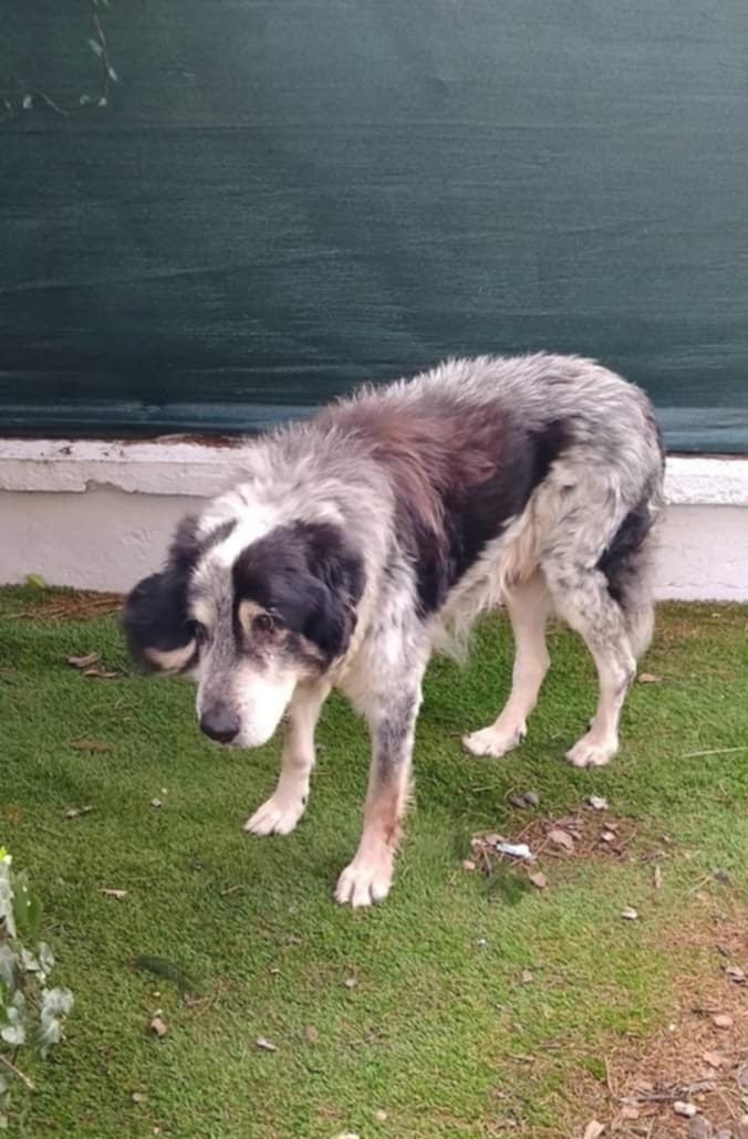 Salva cane Ciccio da eutanasia campaign photo, 2 of 5