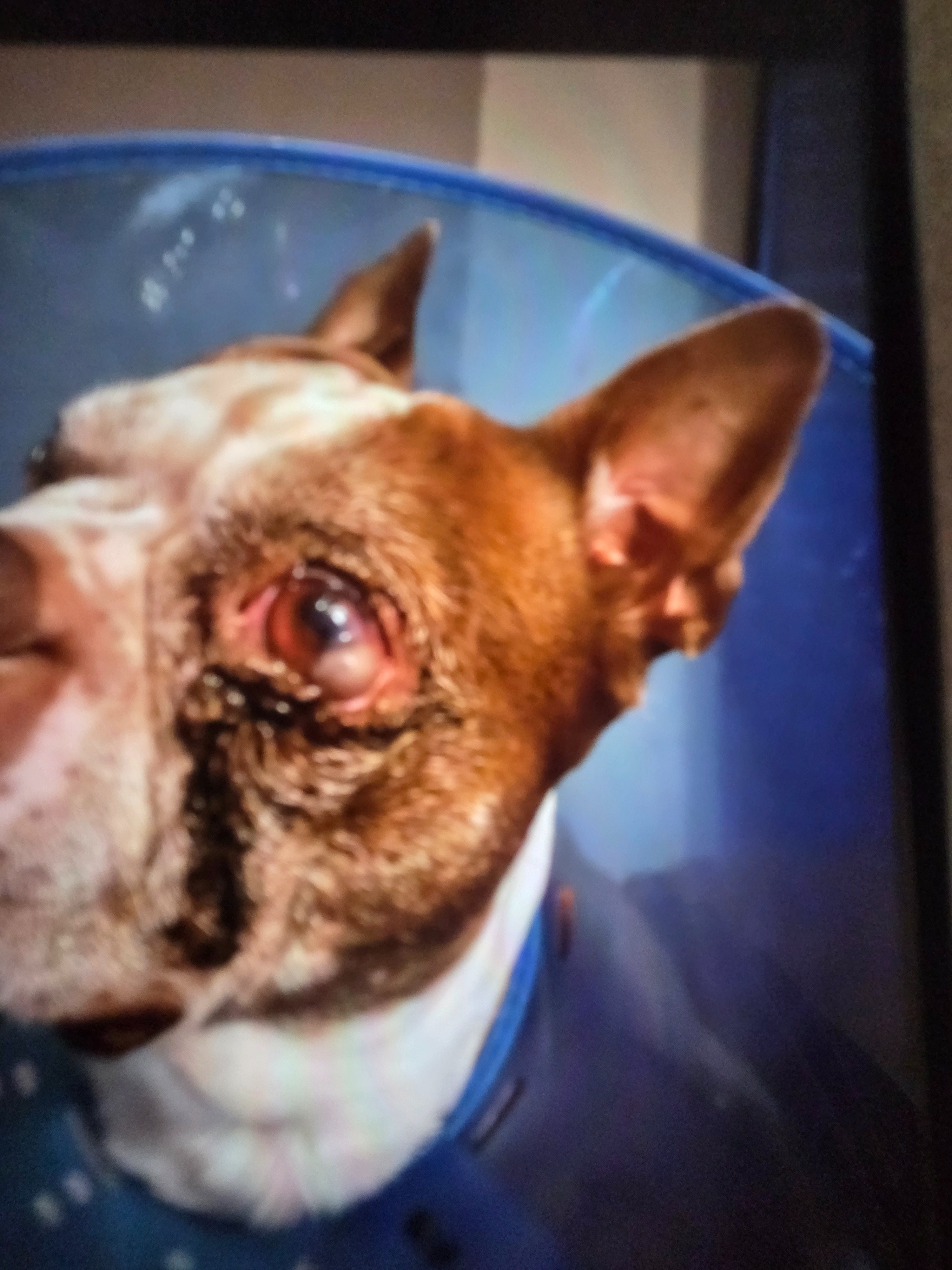 Help Save Tux’s Eye and Vision campaign photo, 7 of 8
