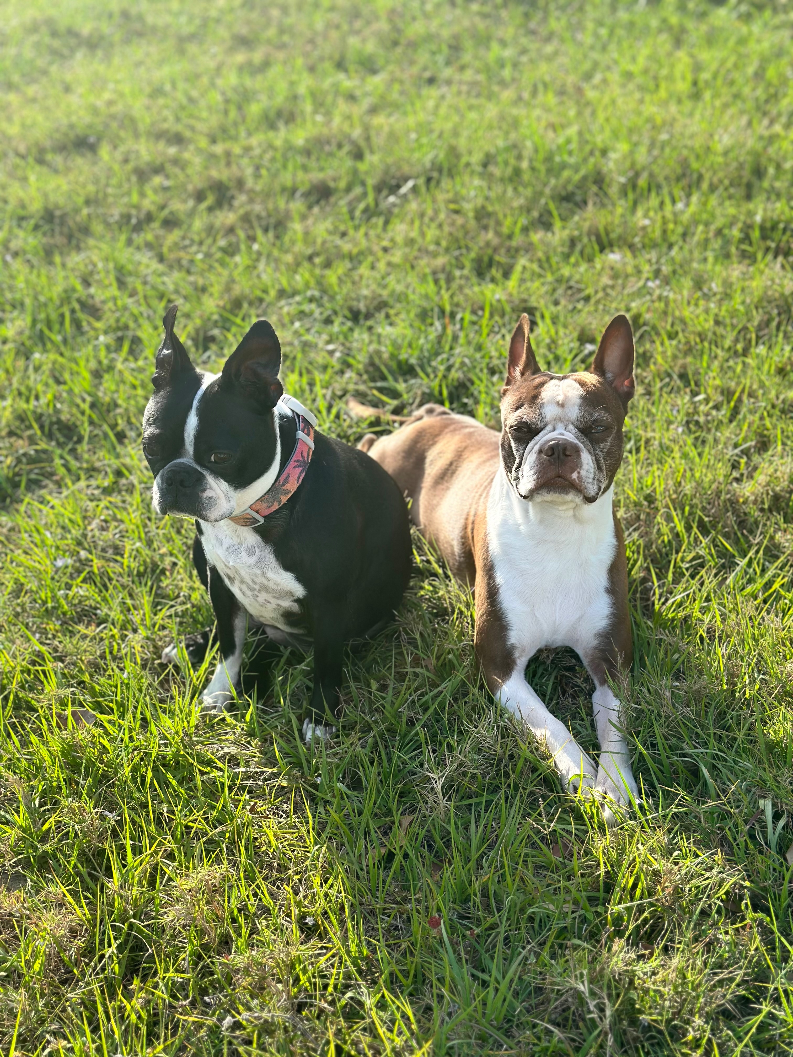 Help Save Tux’s Eye and Vision campaign photo, 4 of 8