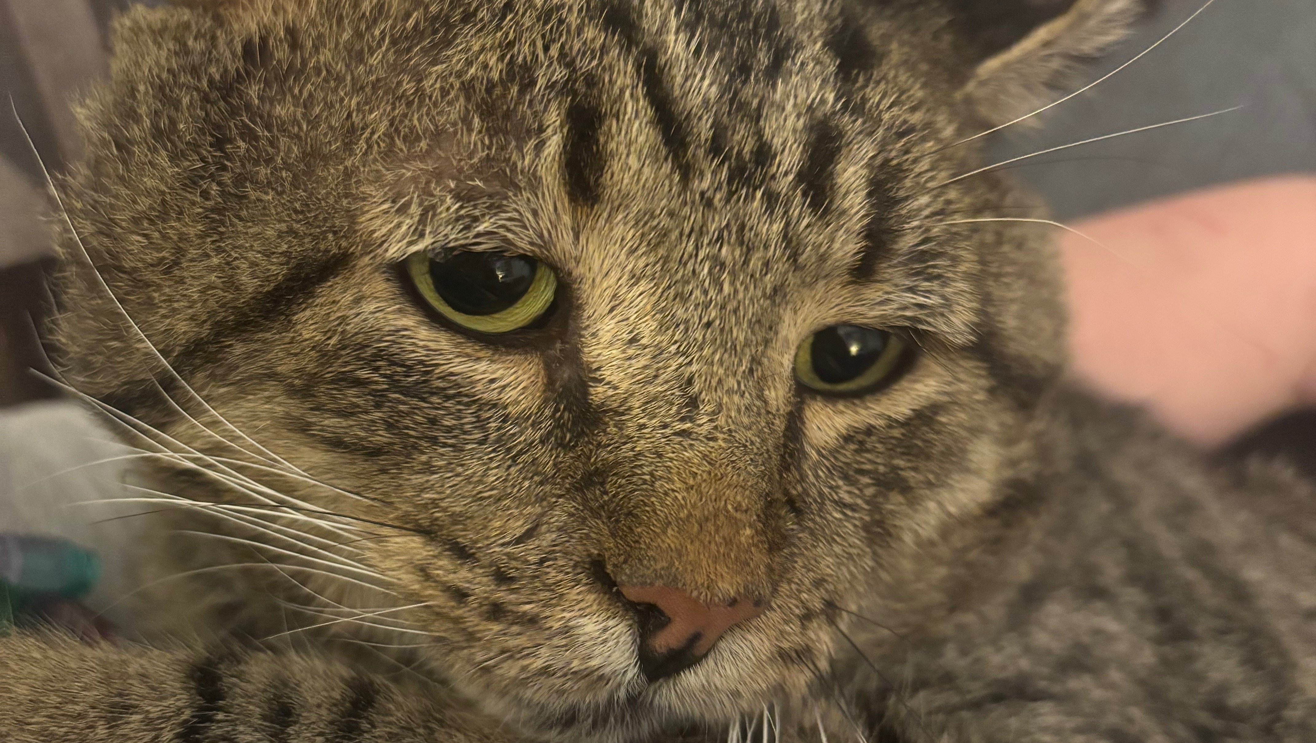 Help Cover Euthanasia Costs for Our Sweet FIV positive Cat