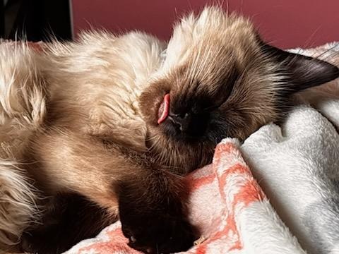 Support Meep's Urgent Medical Care campaign photo, 2 of 8