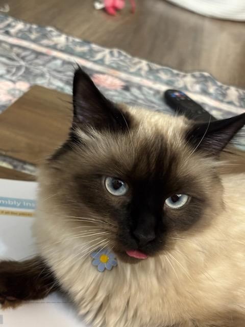 Support Meep's Urgent Medical Care campaign photo, 4 of 8