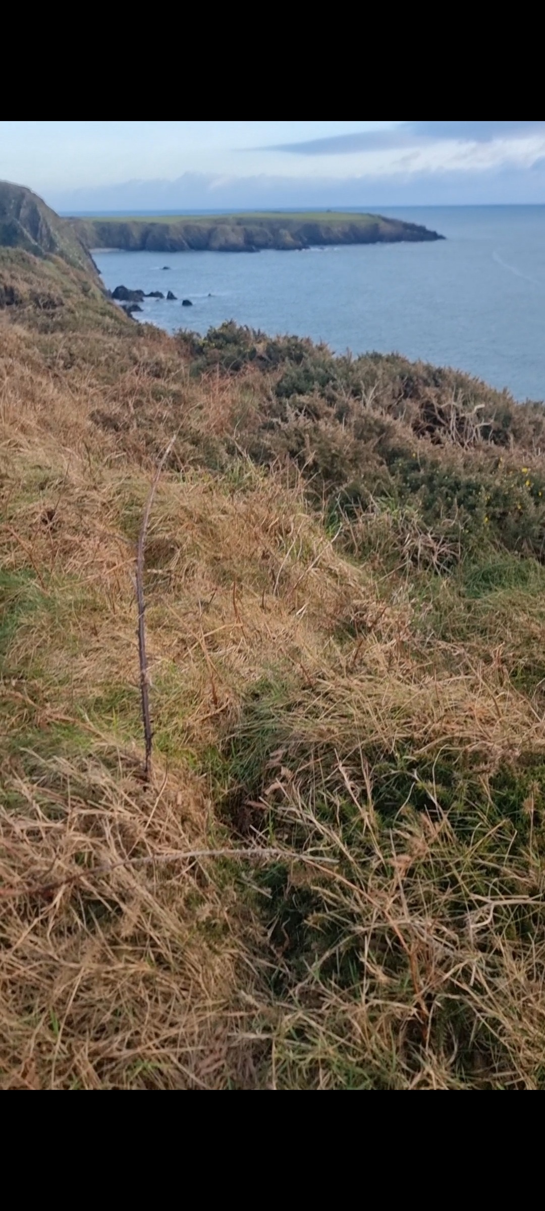 Bonmahon Cliff kitties campaign photo, 2 of 8