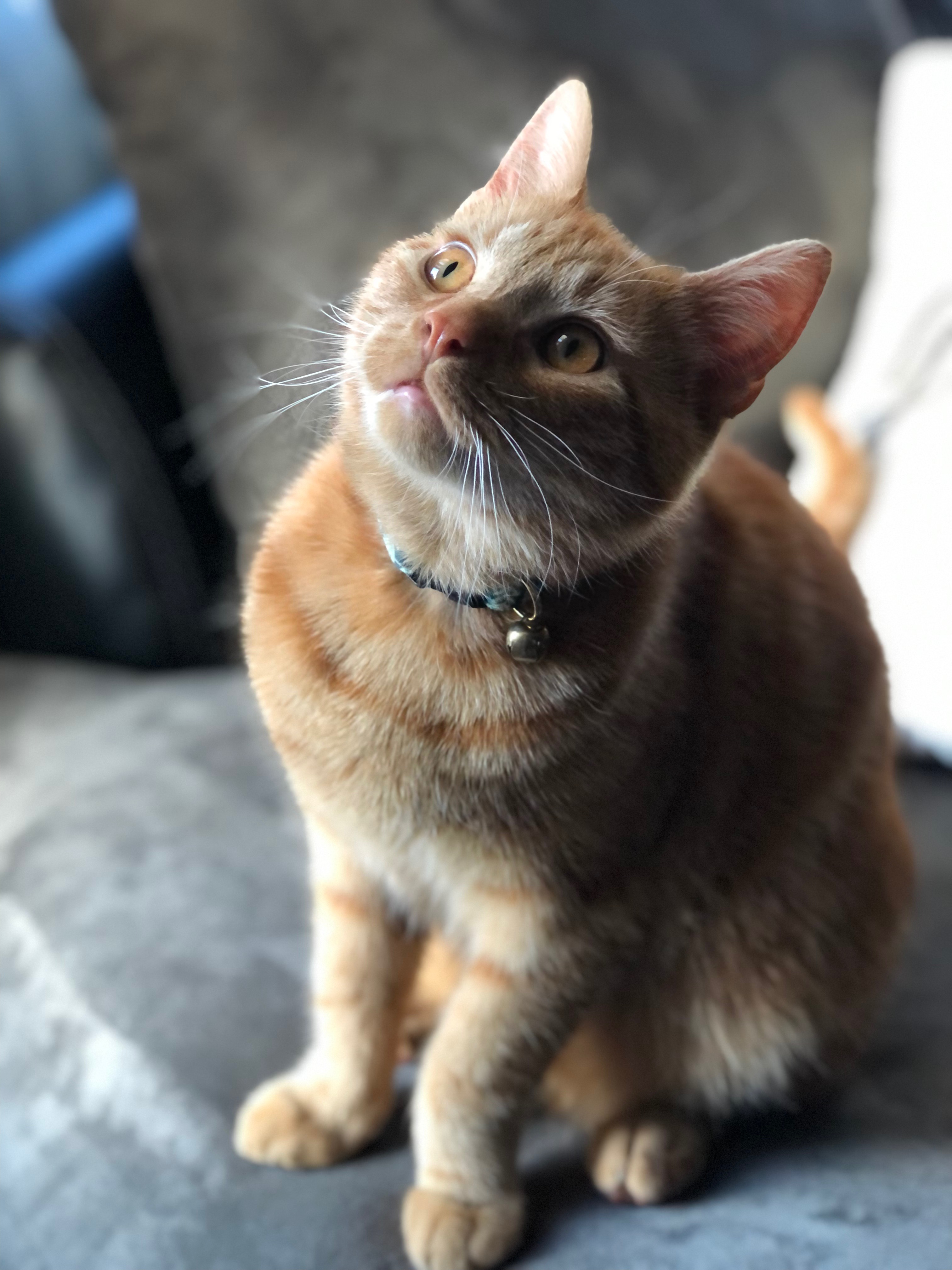 Help Otto Get Lifesaving Care campaign photo, 5 of 6