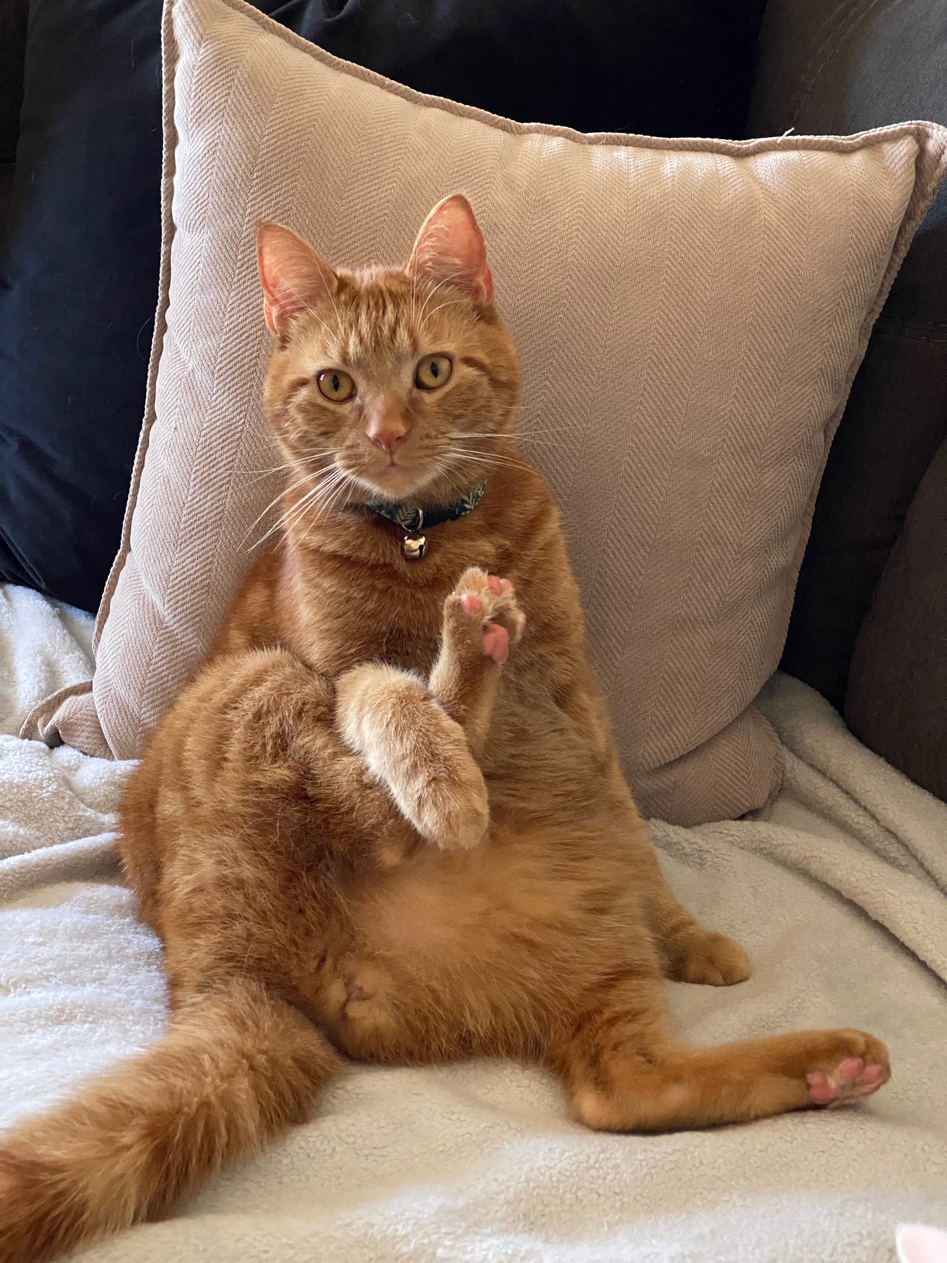 Help Otto Get Lifesaving Care campaign photo, 2 of 6