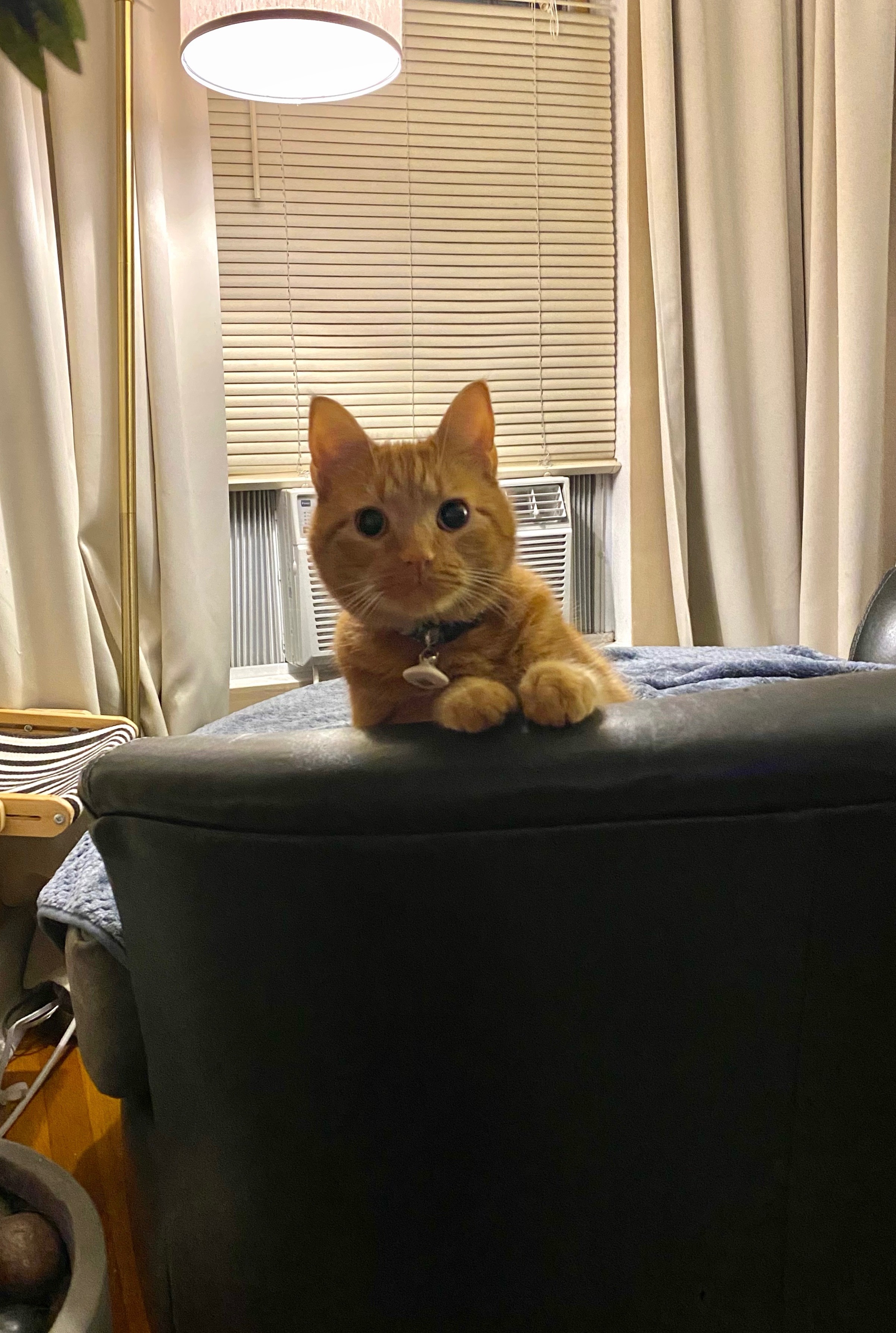 Help Otto Get Lifesaving Care campaign photo, 4 of 6