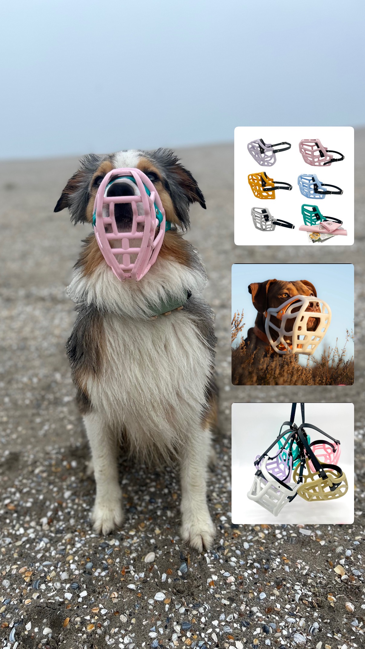 Stelfonta 2ml - Bdneny Equine Therapy, image size:1206x2144