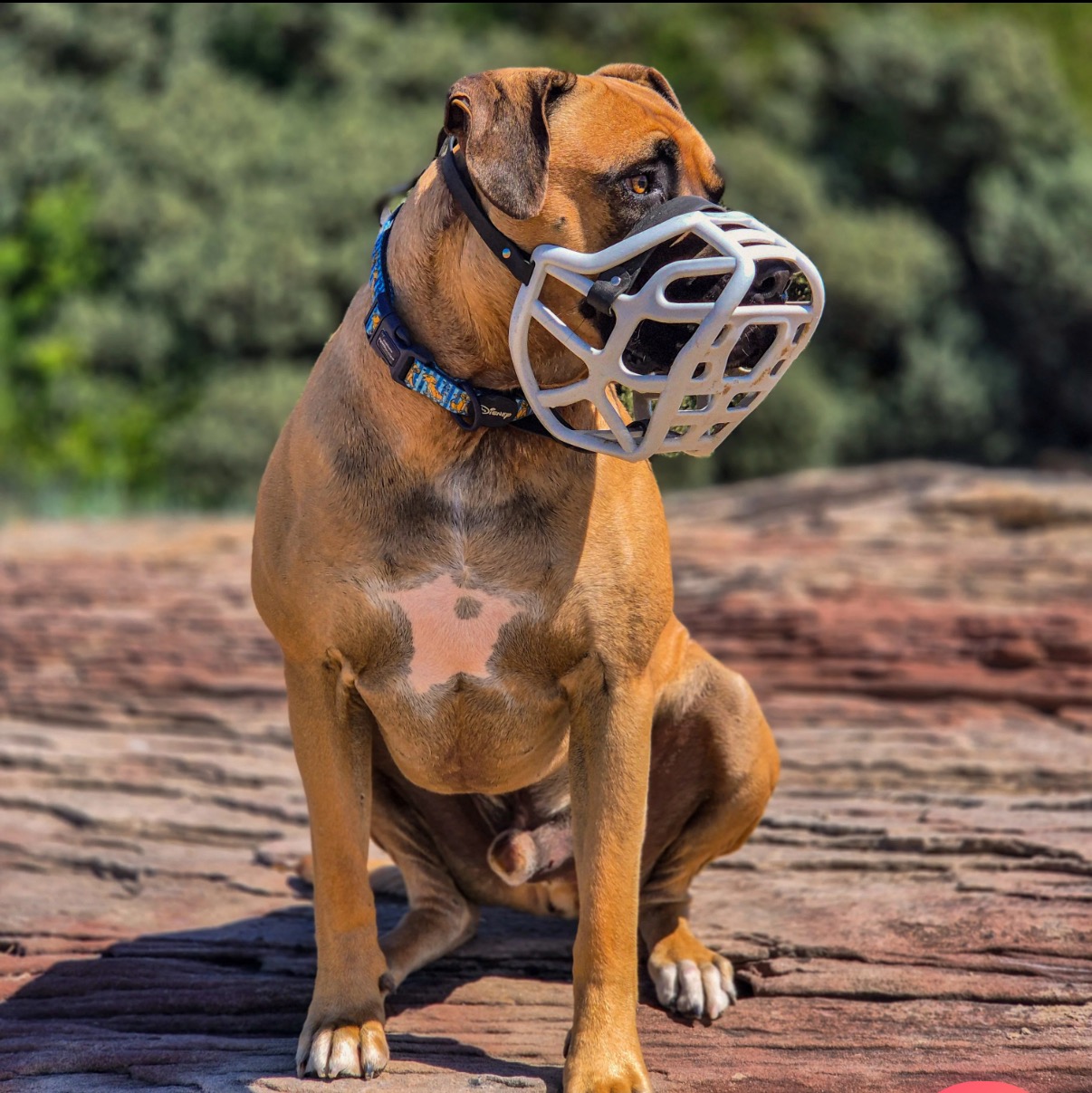 Muzzles voor Stichting Hondveilig Nederland❤️ campaign photo, 2 of 7