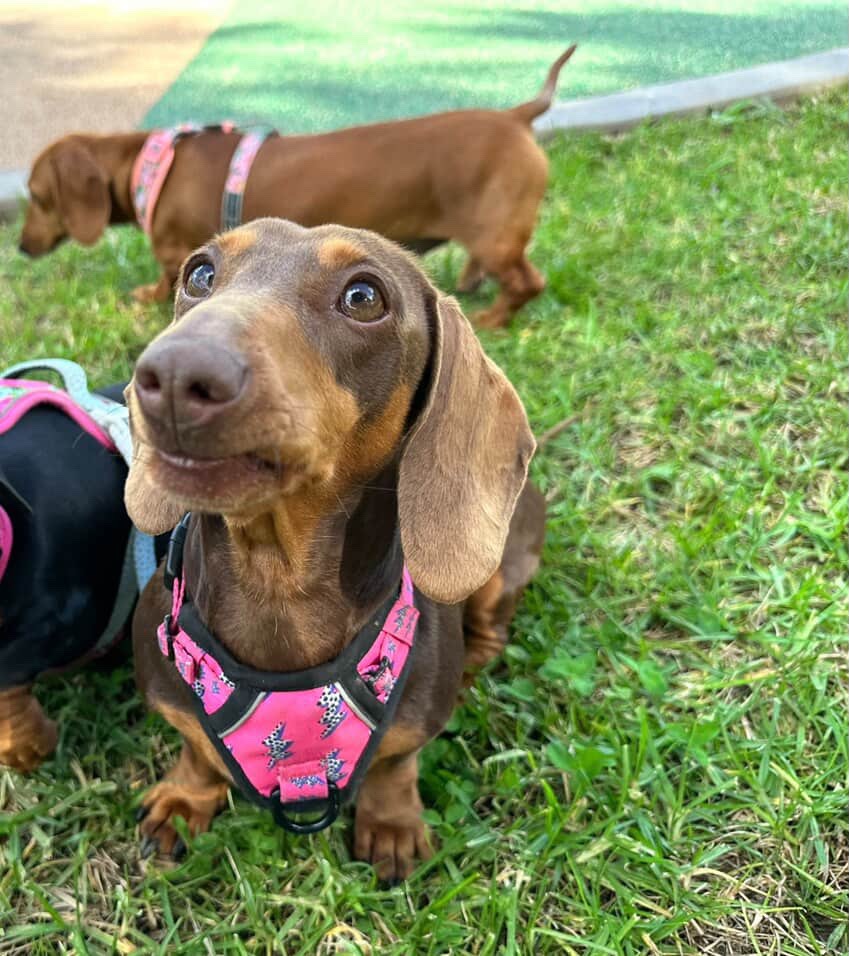 HELP SWEET SHILOH WALK AGAIN- Emergency IVDD Surgery campaign photo, 2 of 5