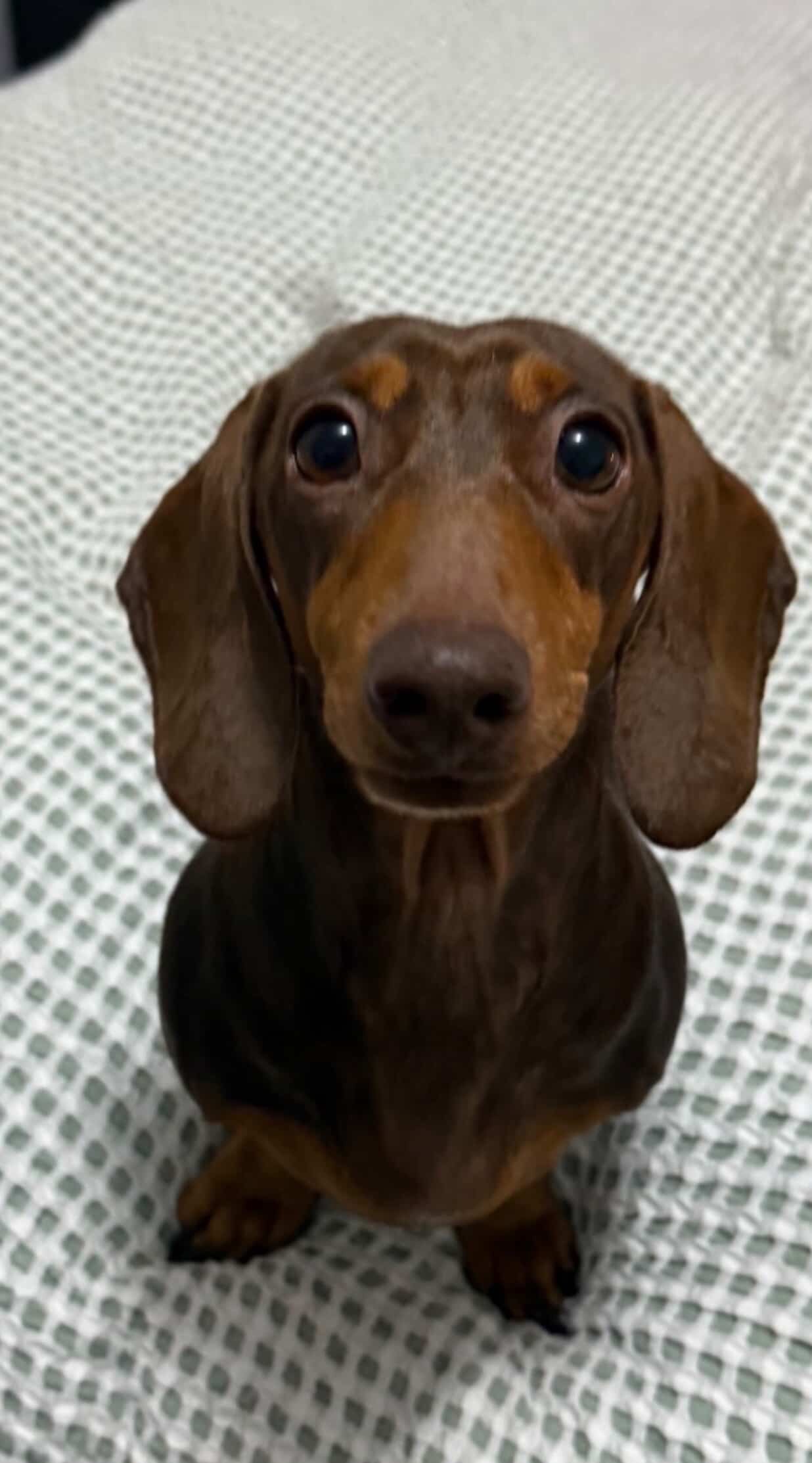 HELP SWEET SHILOH WALK AGAIN- Emergency IVDD Surgery campaign photo, 4 of 5