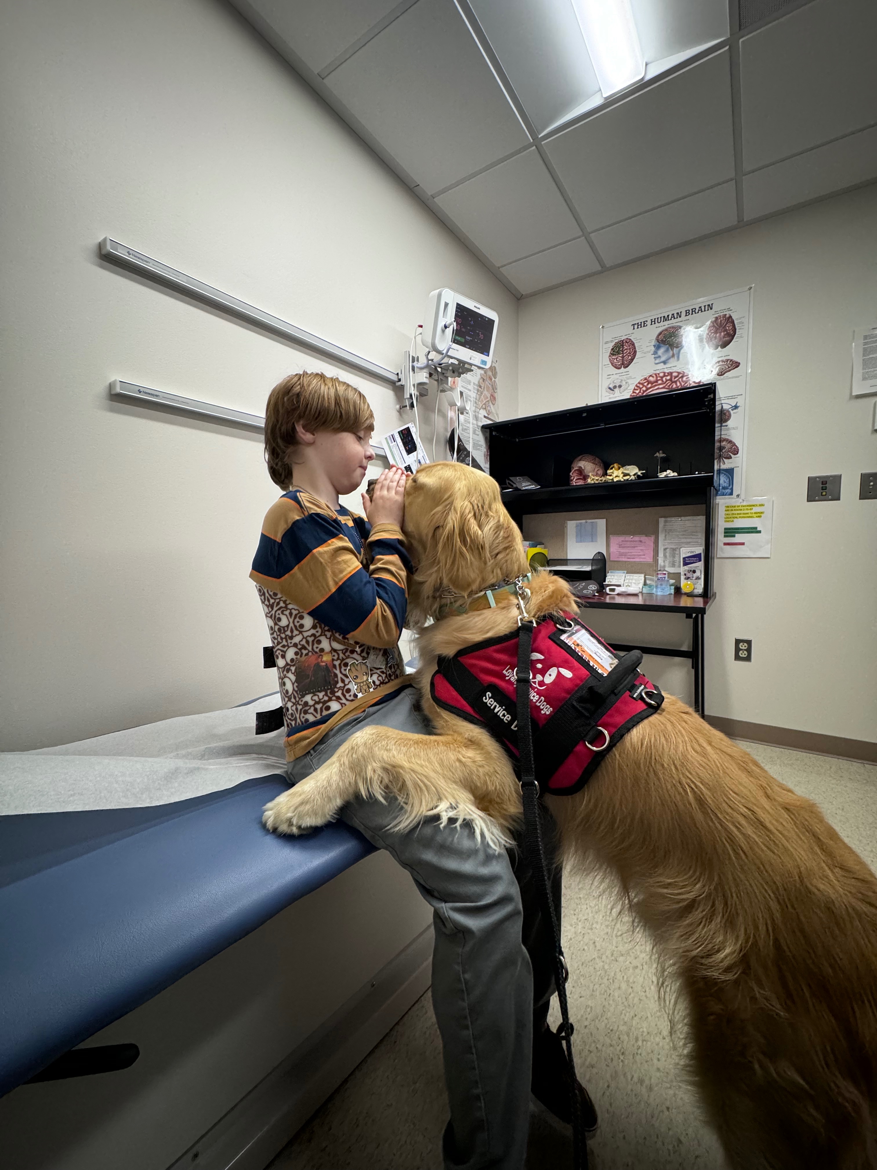 Support Liam’s Service Dog Sunny Against Cancer! campaign photo, 2 of 8