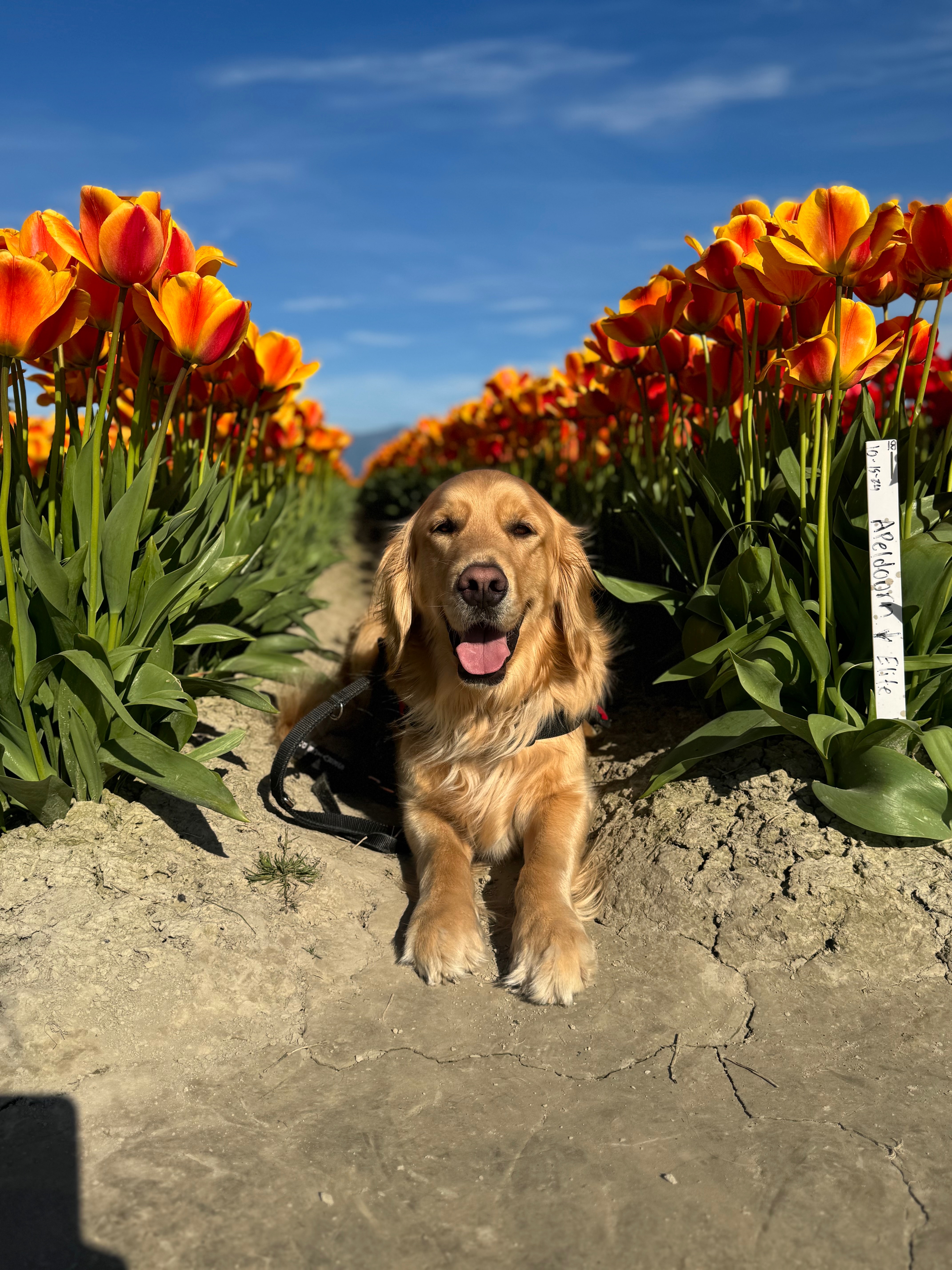 Support Liam’s Service Dog Sunny Against Cancer! campaign photo, 6 of 8