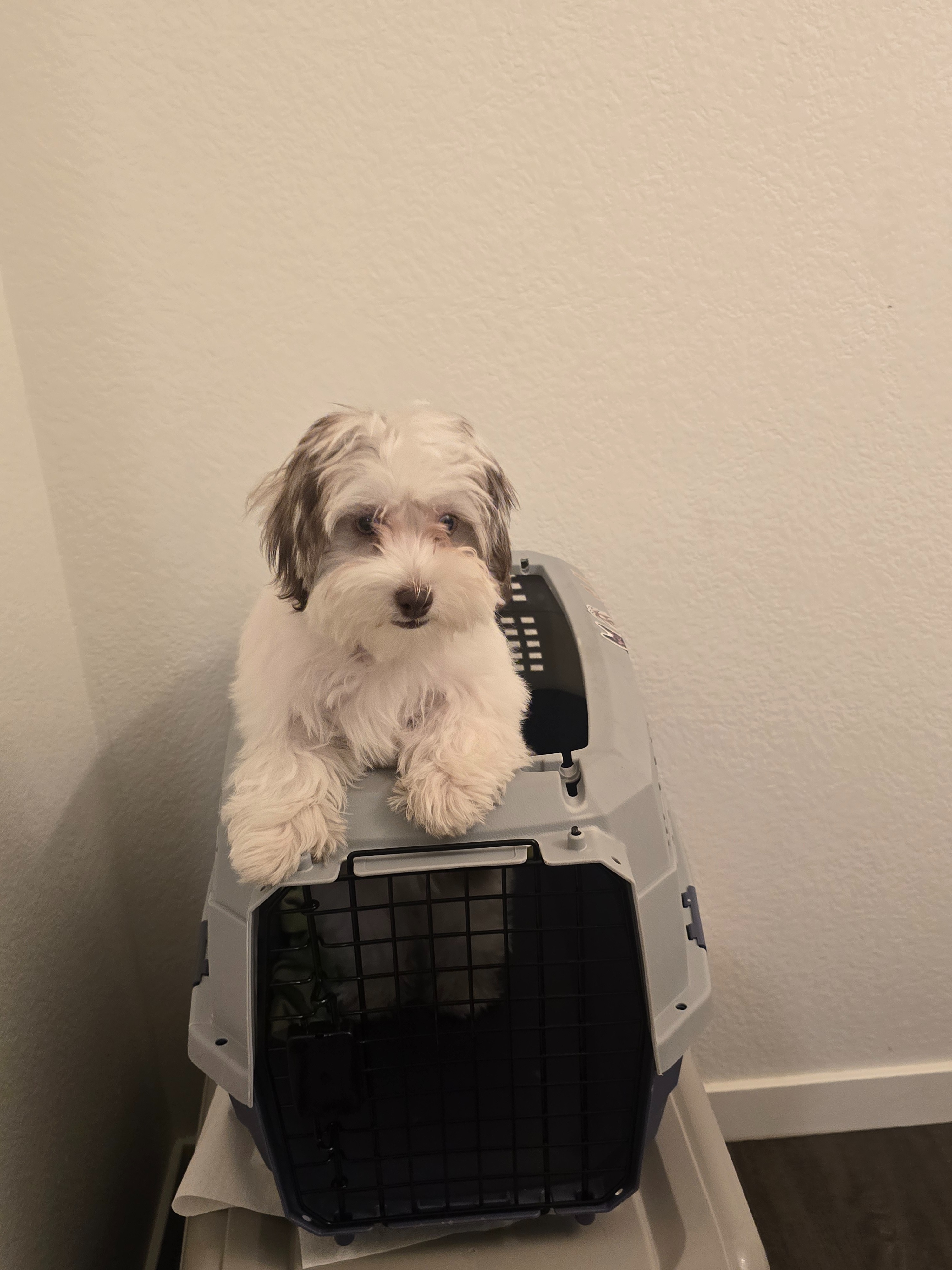 Help Zoomie Get Life-Saving Surgery campaign photo, 4 of 5
