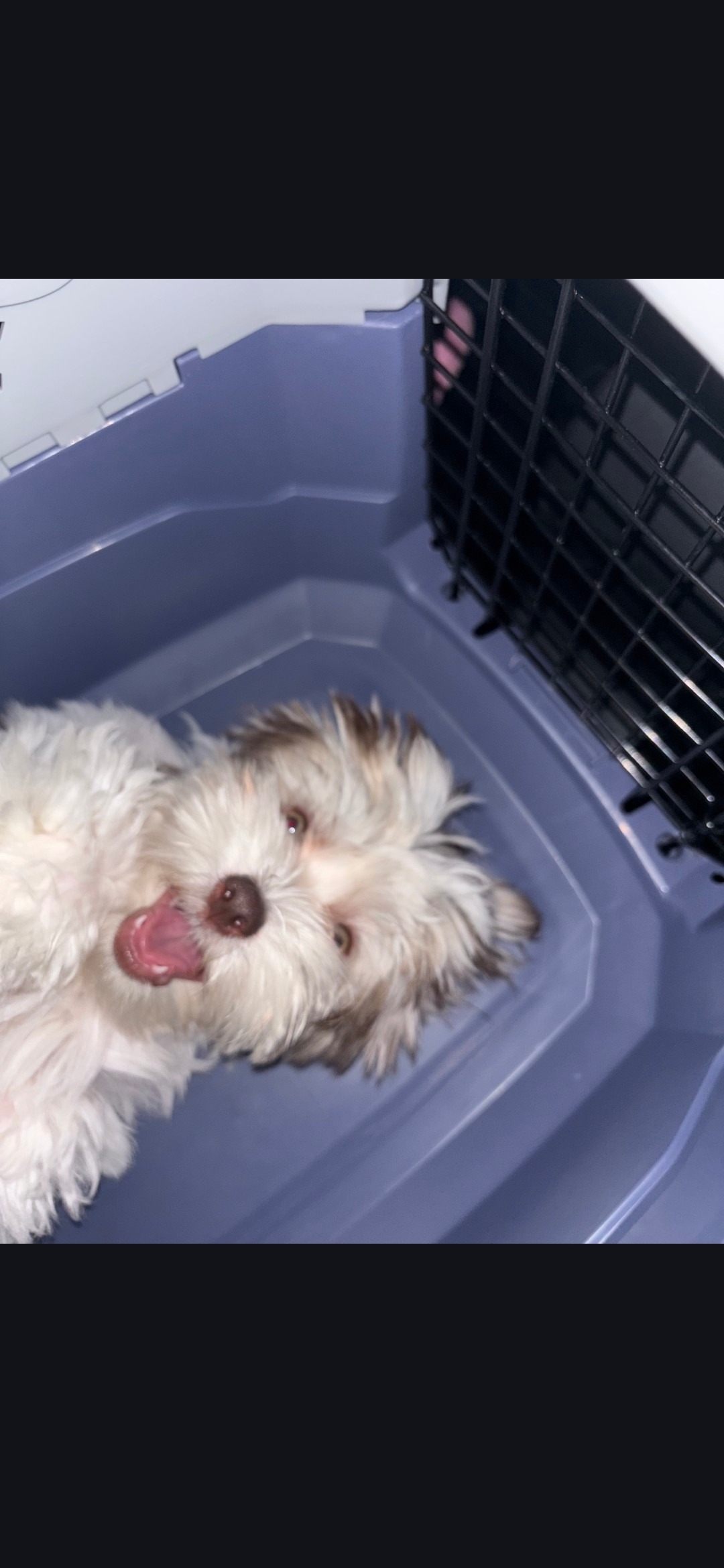 Help Zoomie Get Life-Saving Surgery campaign photo, 2 of 5