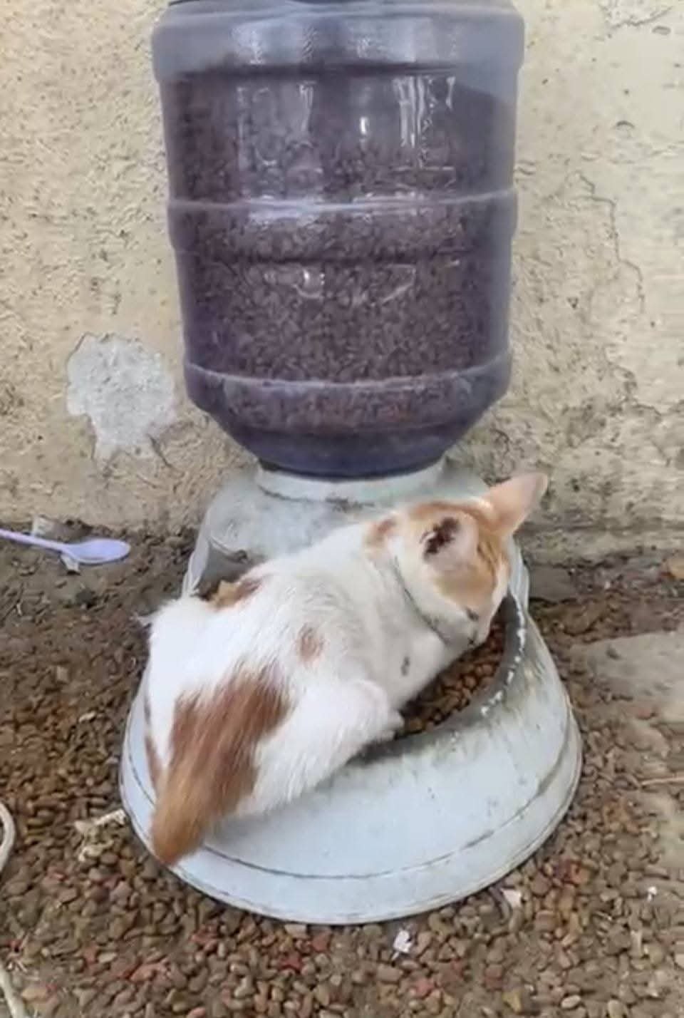 Help a Lone Rescuer Save Dubai’s Forgotten Cats campaign photo, 7 of 8