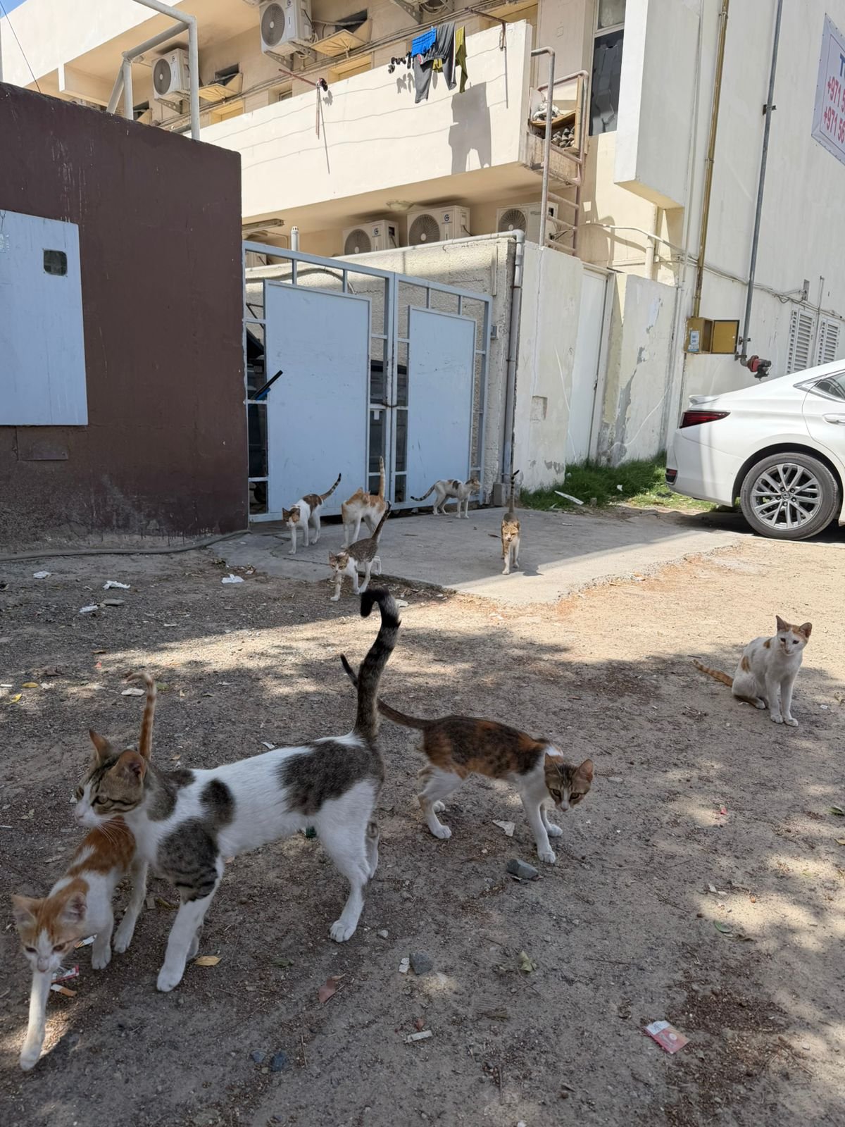 Help a Lone Rescuer Save Dubai’s Forgotten Cats campaign photo, 2 of 8