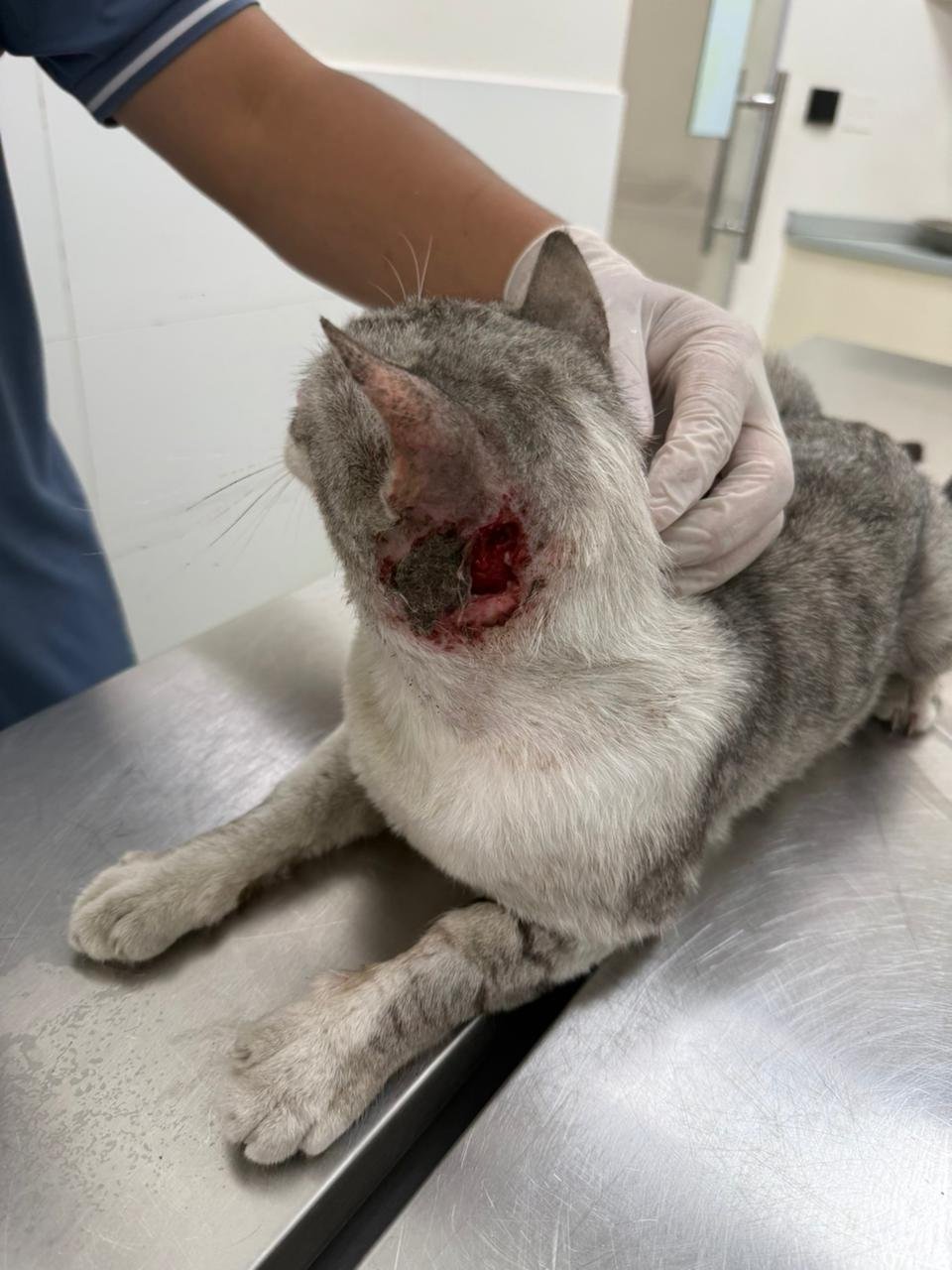 Help a Lone Rescuer Save Dubai’s Forgotten Cats campaign photo, 4 of 8
