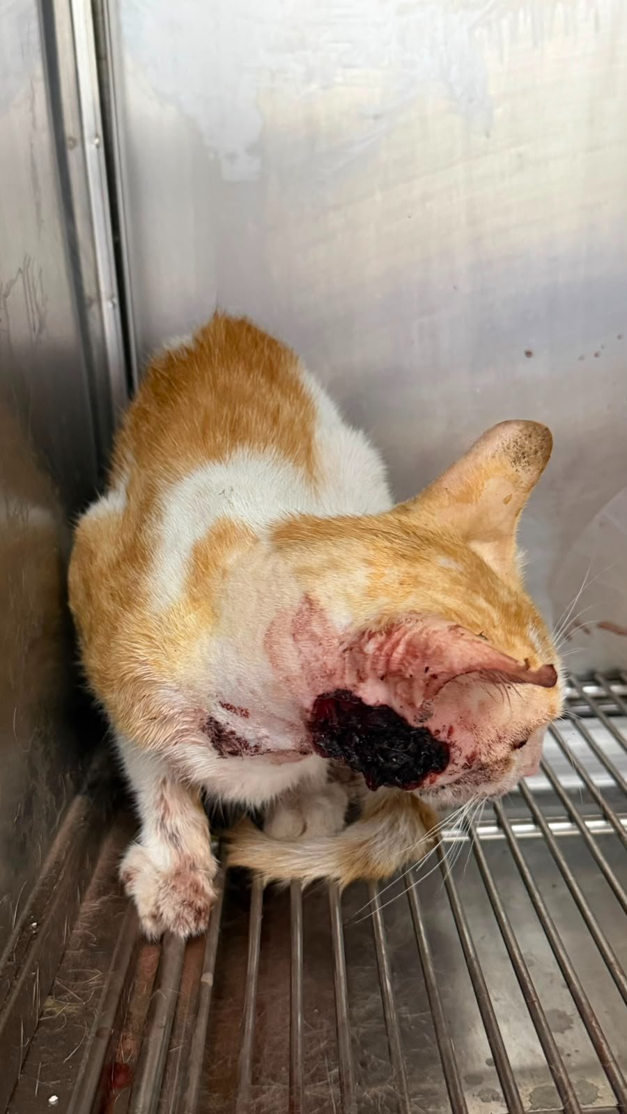 Help a Lone Rescuer Save Dubai’s Forgotten Cats campaign photo, 5 of 8