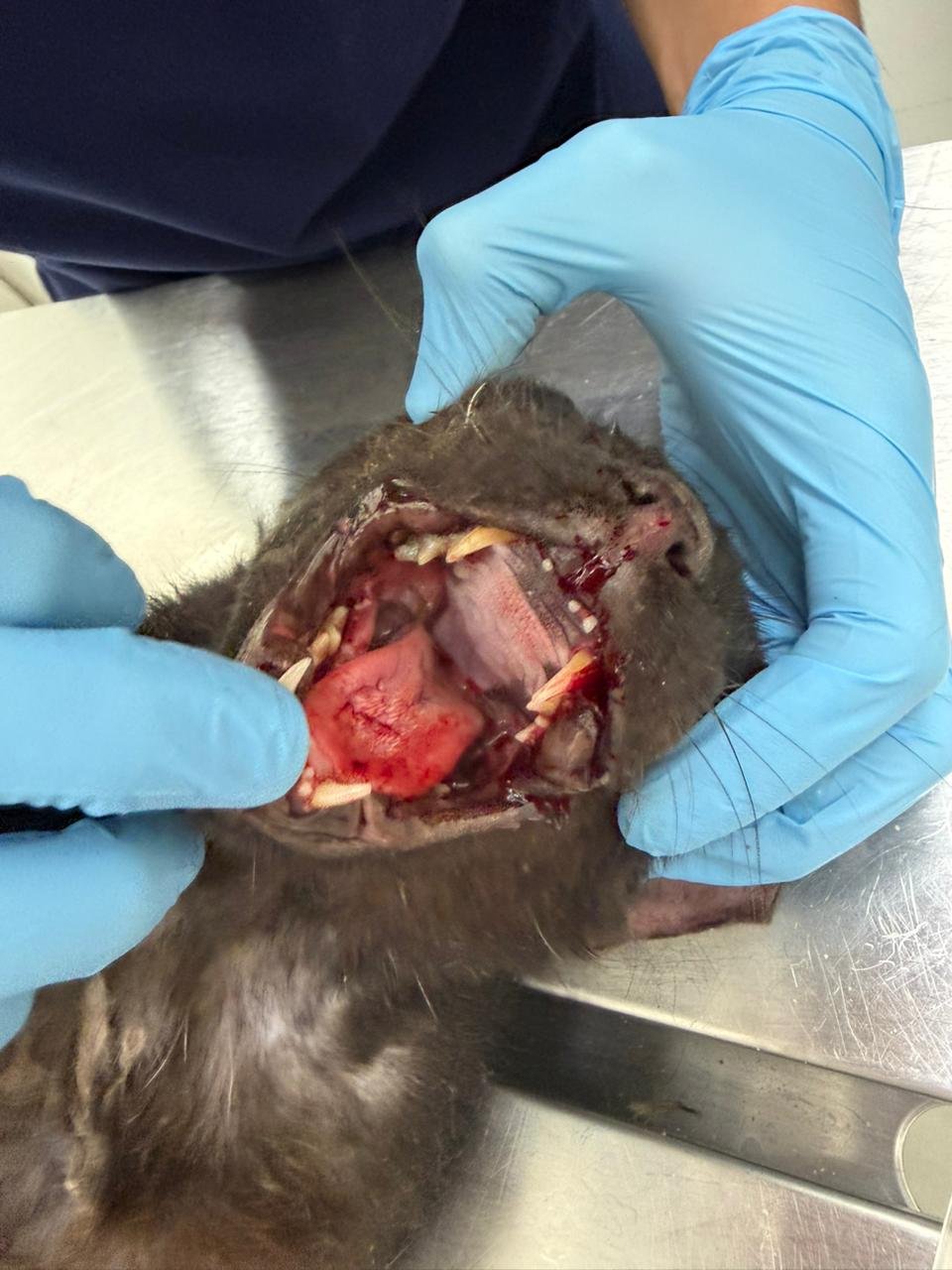 Help a Lone Rescuer Save Dubai’s Forgotten Cats campaign photo, 6 of 8