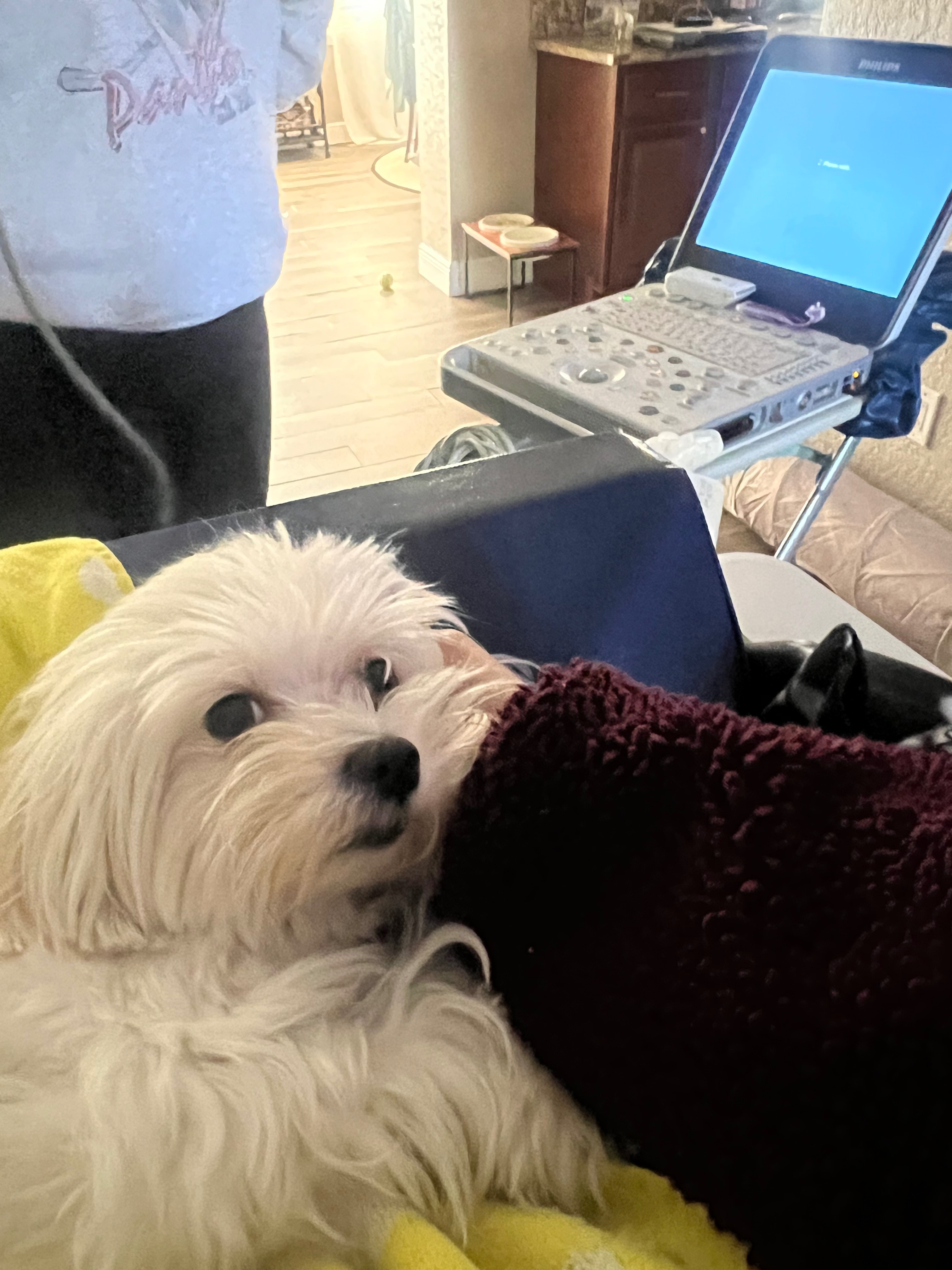 Help Save Celina: Emergency Surgery Needed campaign photo, 4 of 4
