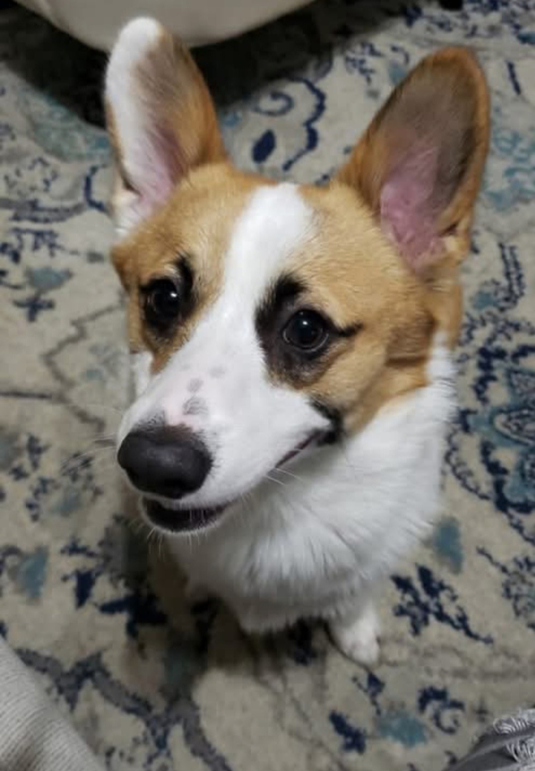 Help Us Fight For Toby After A Violent Dog Attack campaign photo, 4 of 4