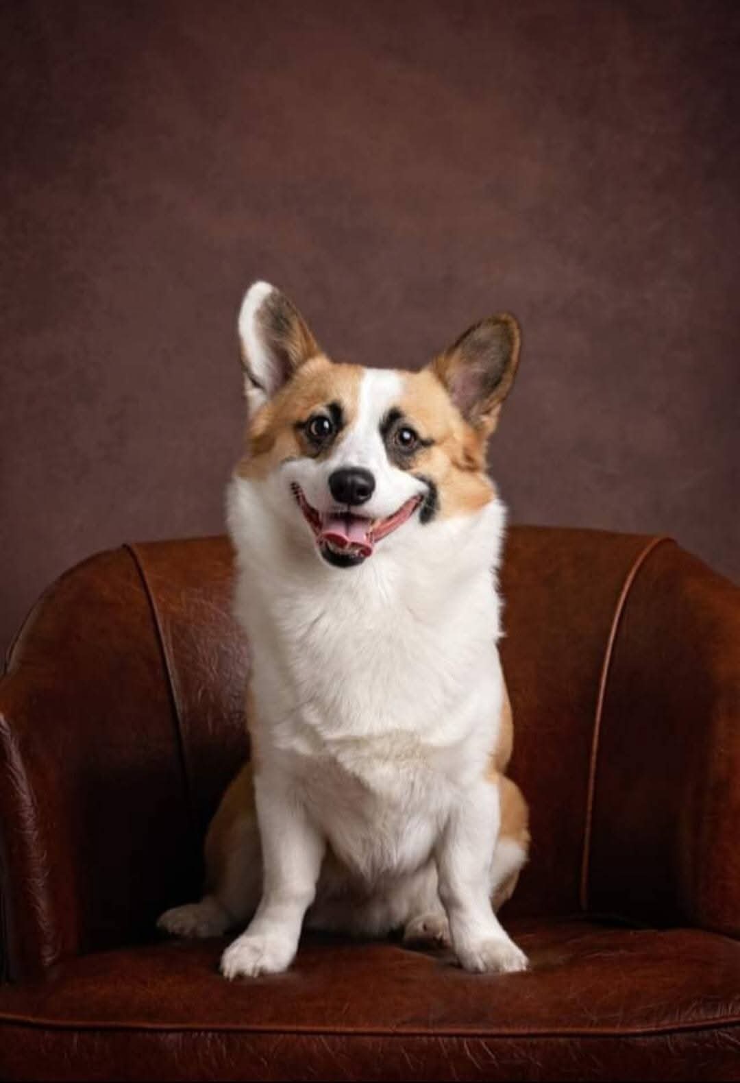 Help Us Fight For Toby After A Violent Dog Attack campaign photo, 1 of 4