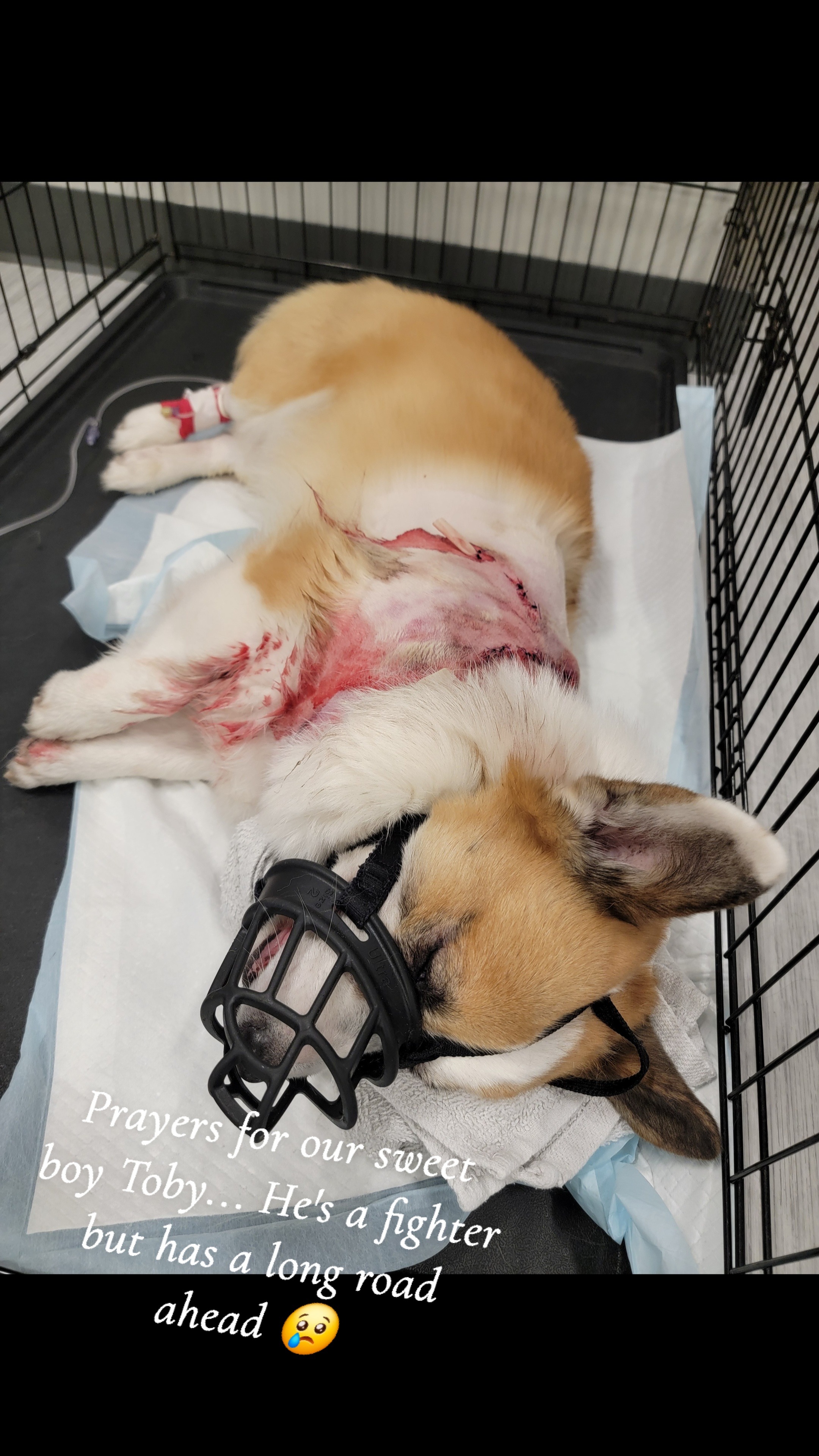 Help Us Fight For Toby After A Violent Dog Attack campaign photo, 2 of 4