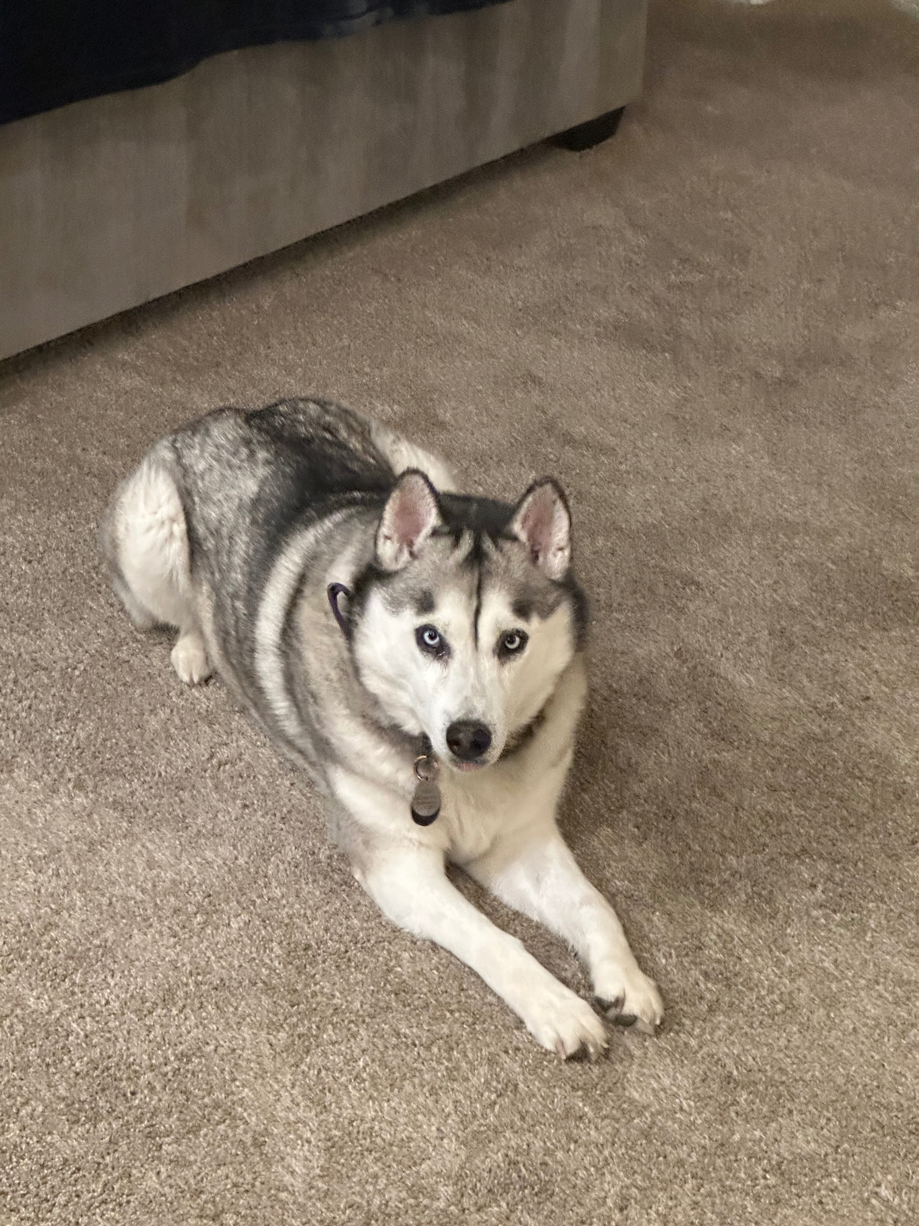 Help Luna Get Life-Saving Medical Treatment campaign photo, 6 of 7