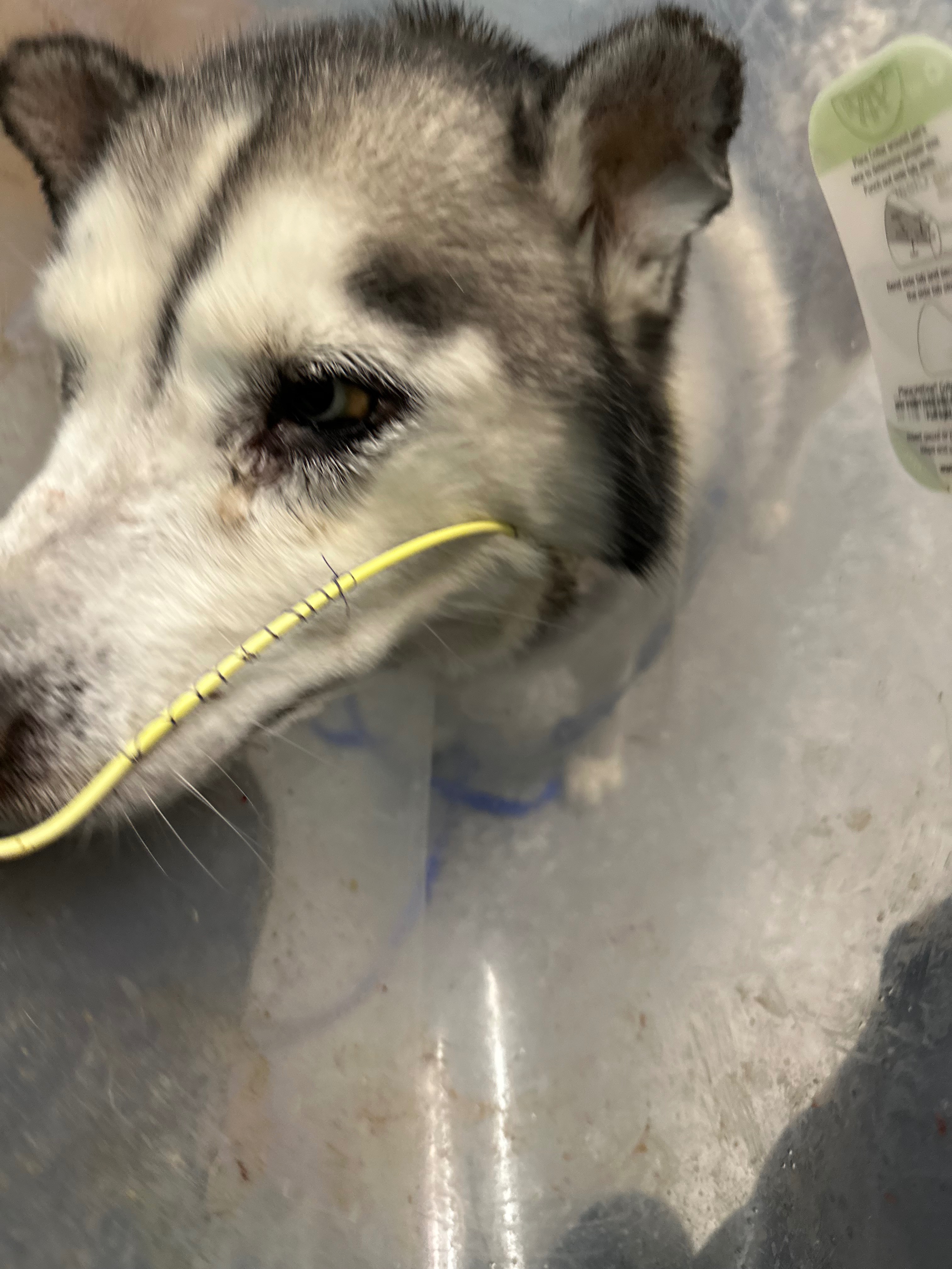 Help Luna Get Life-Saving Medical Treatment campaign photo, 2 of 7