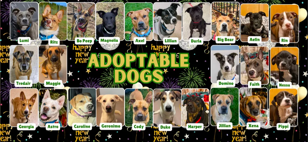 Support Lakeshore Paws with Vegan Supplies! campaign photo, 5 of 6