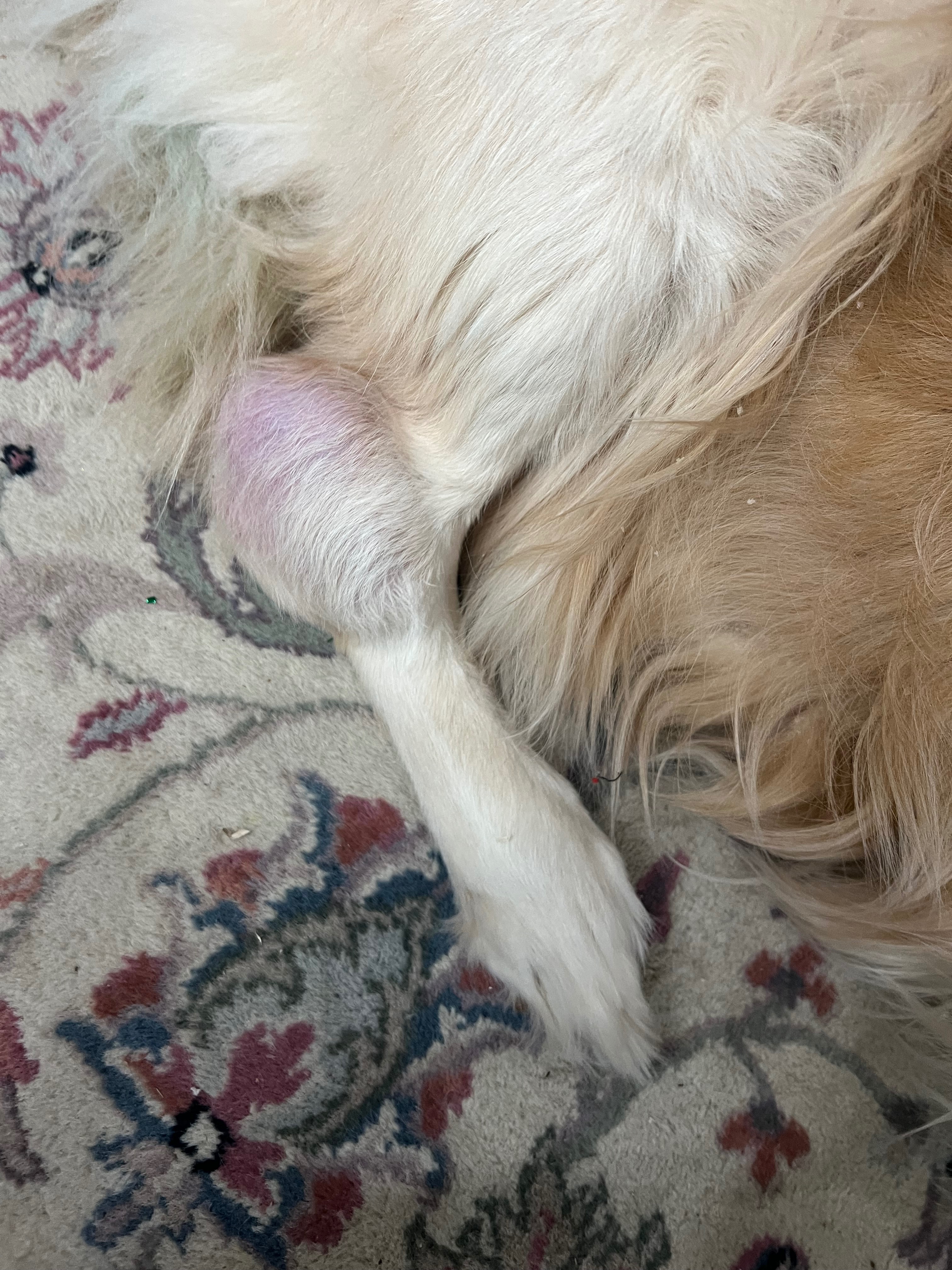 Help Marley Fight Cancer campaign photo, 4 of 5