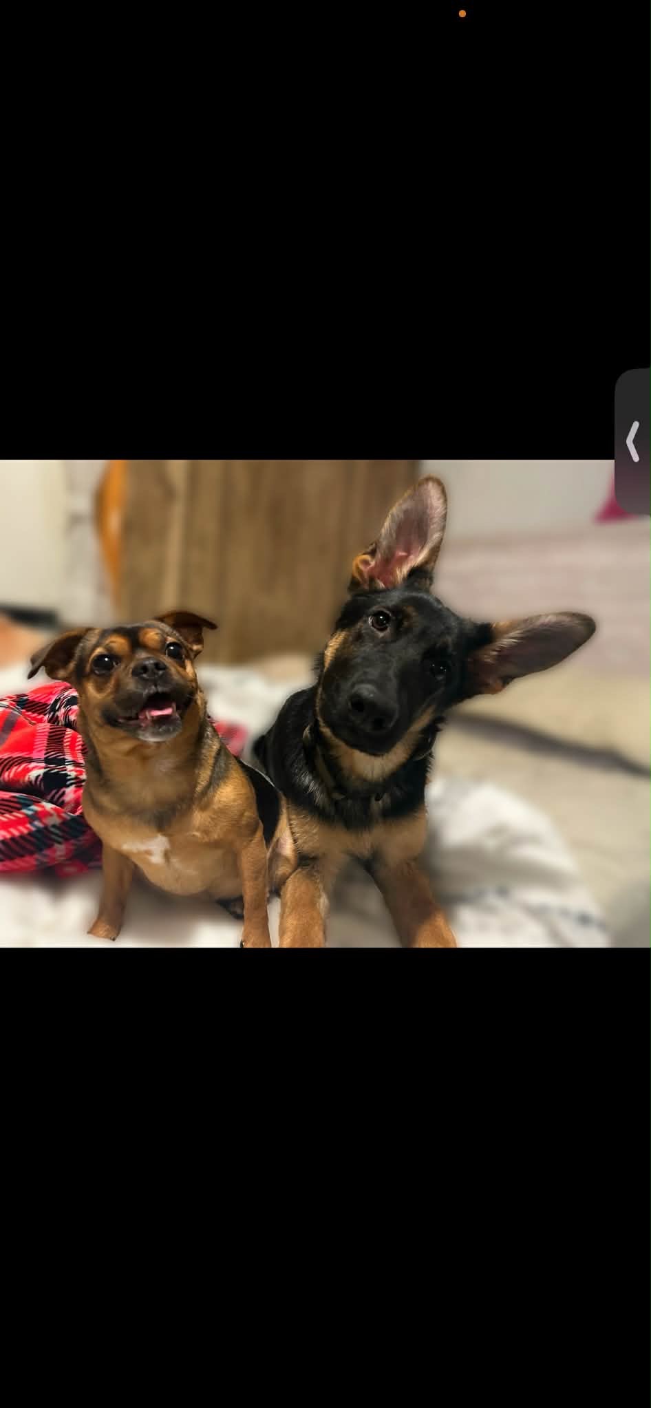 Help Hazel Get Life-Saving Surgery campaign photo, 4 of 8