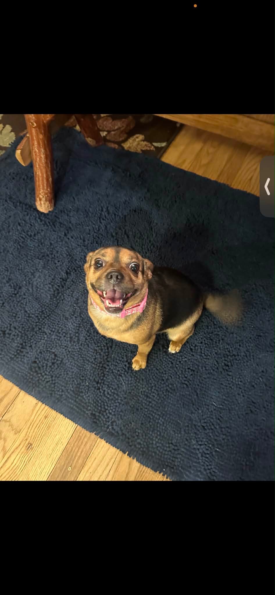Help Hazel Get Life-Saving Surgery campaign photo, 6 of 8