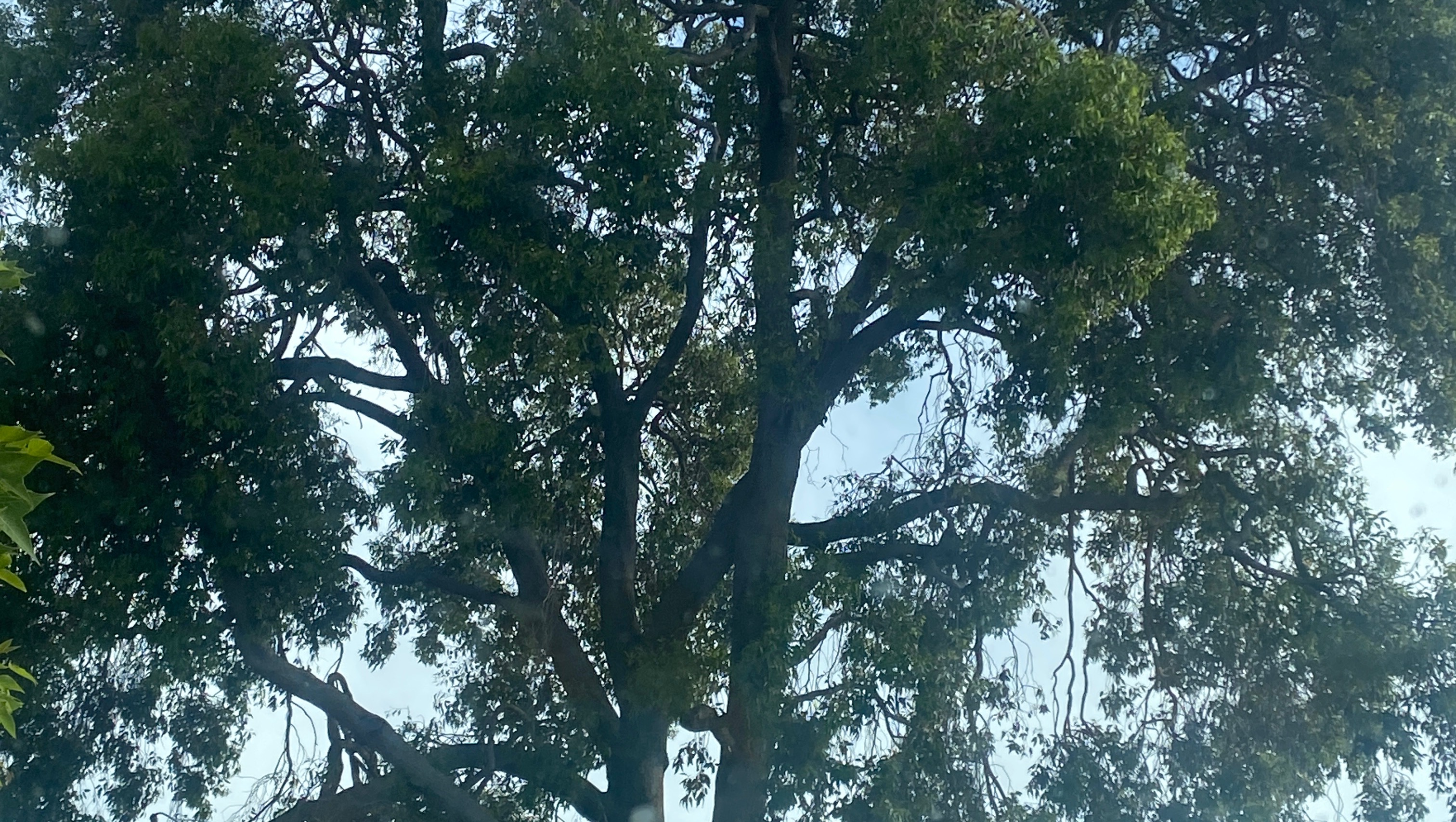 FORECLOSURE RISK (my mums home) pinned link photo