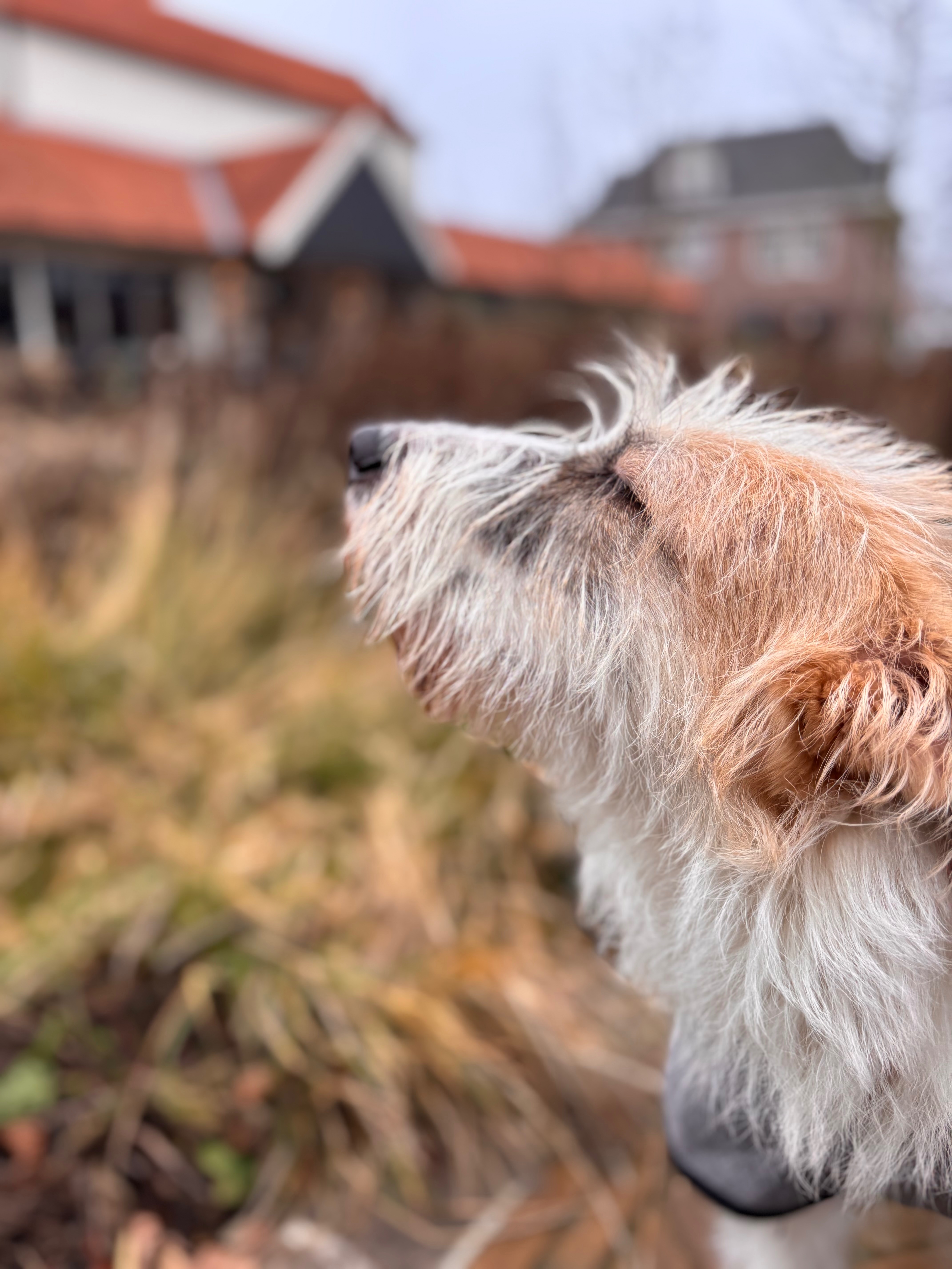 Frida will doch nur ein Hund sein  ohne Schmerzen! campaign photo, 2 of 8