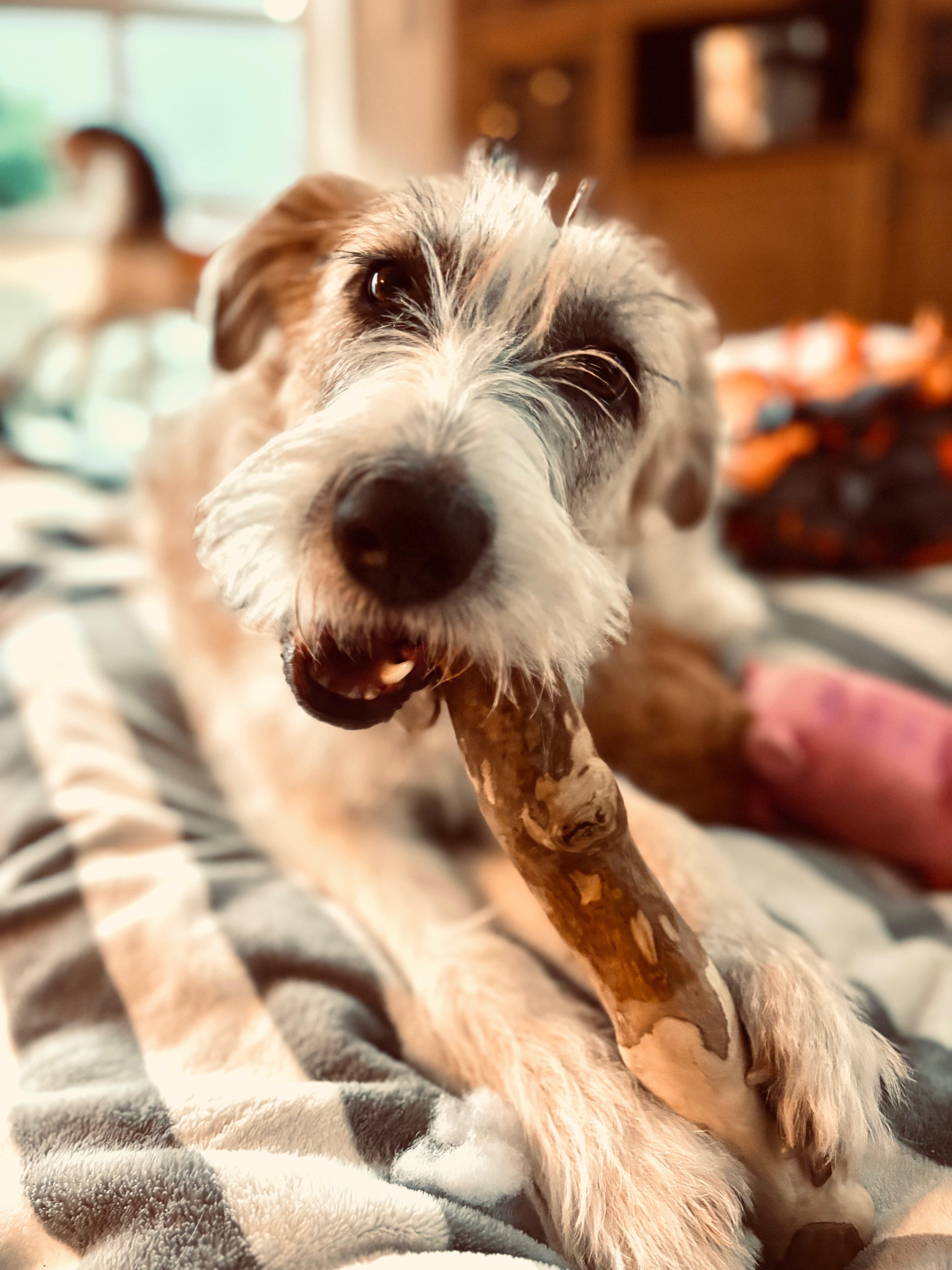 Frida will doch nur ein Hund sein  ohne Schmerzen! campaign photo, 4 of 8