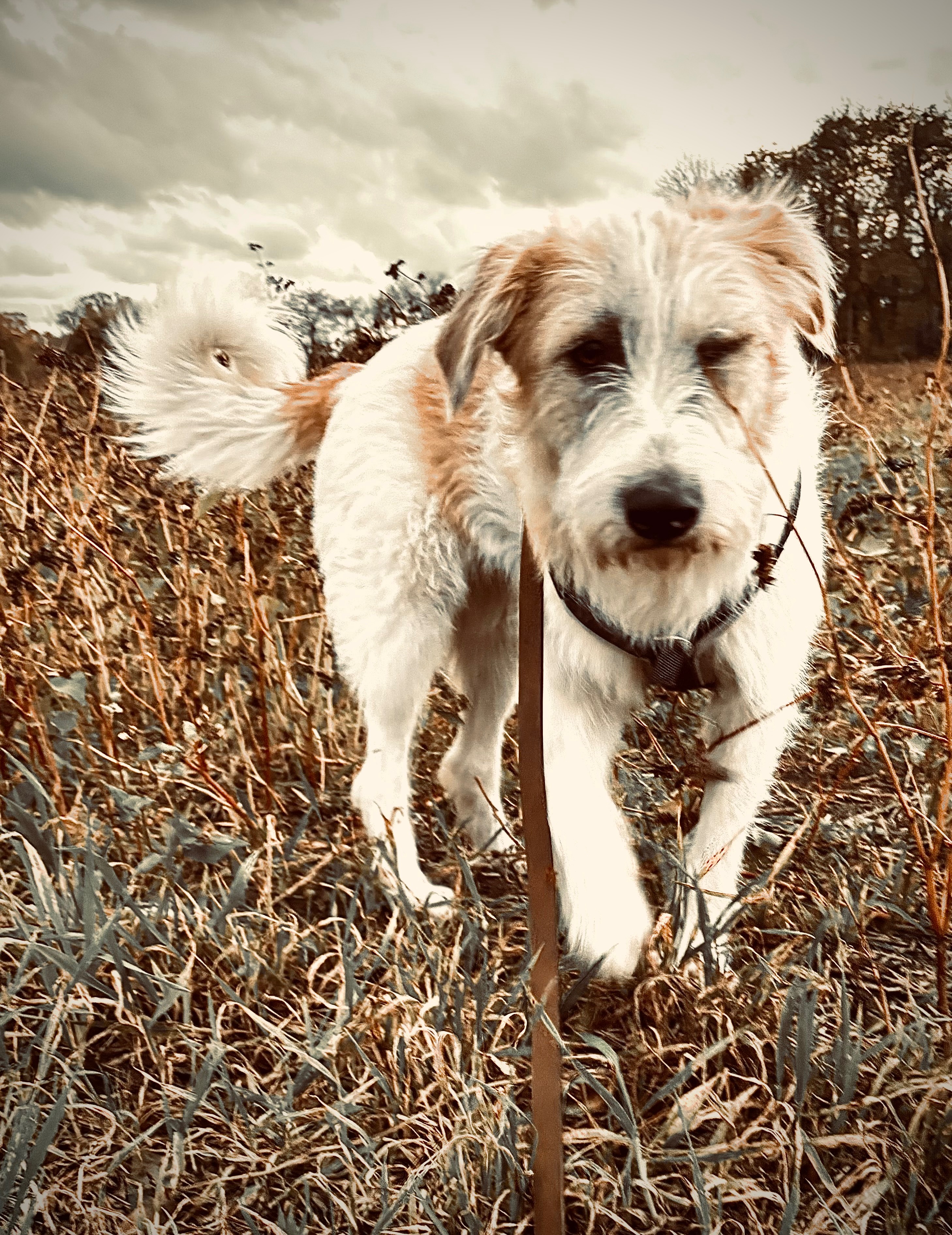 Frida will doch nur ein Hund sein  ohne Schmerzen! campaign photo, 5 of 8