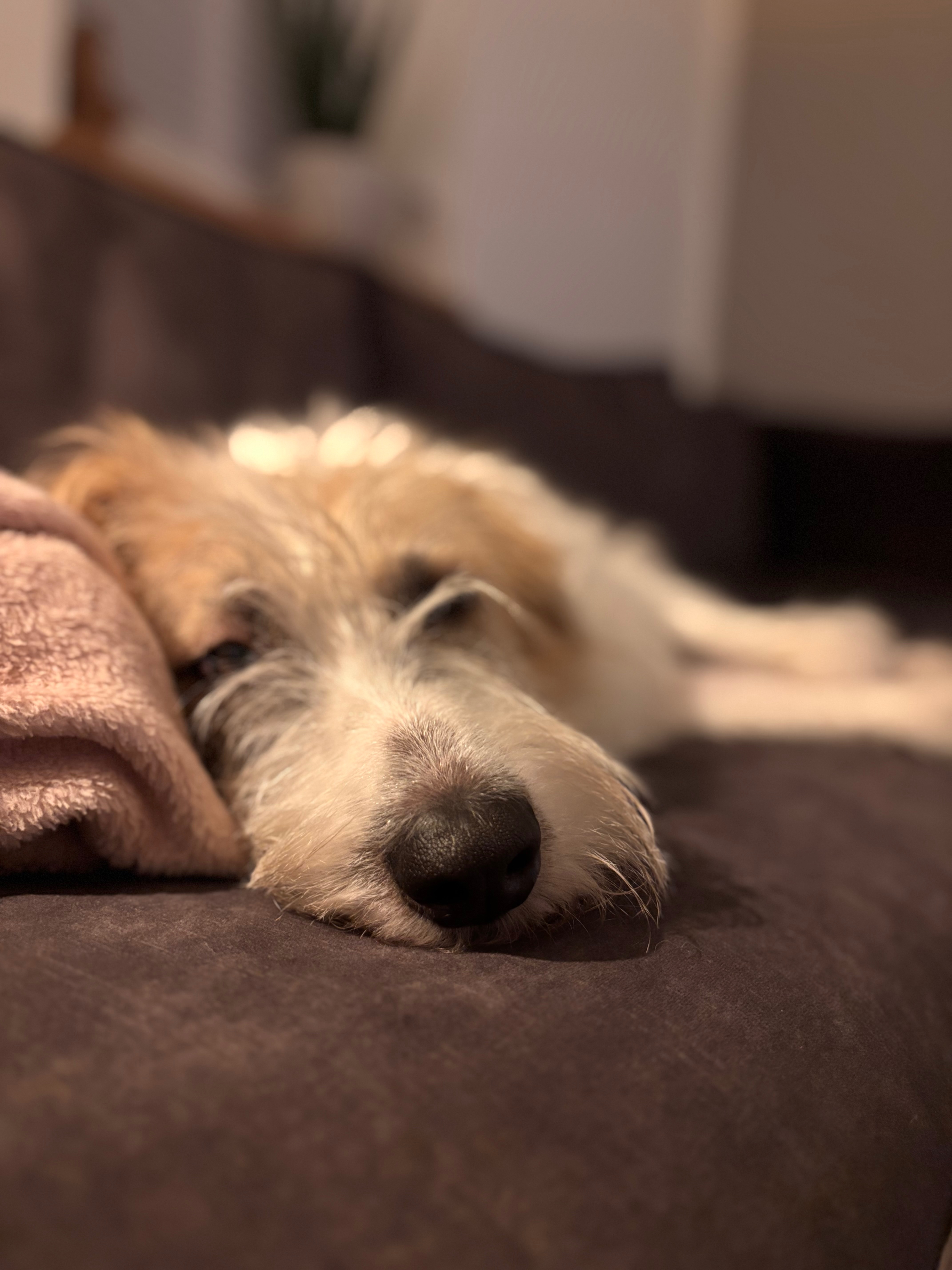 Frida will doch nur ein Hund sein  ohne Schmerzen! campaign photo, 6 of 8