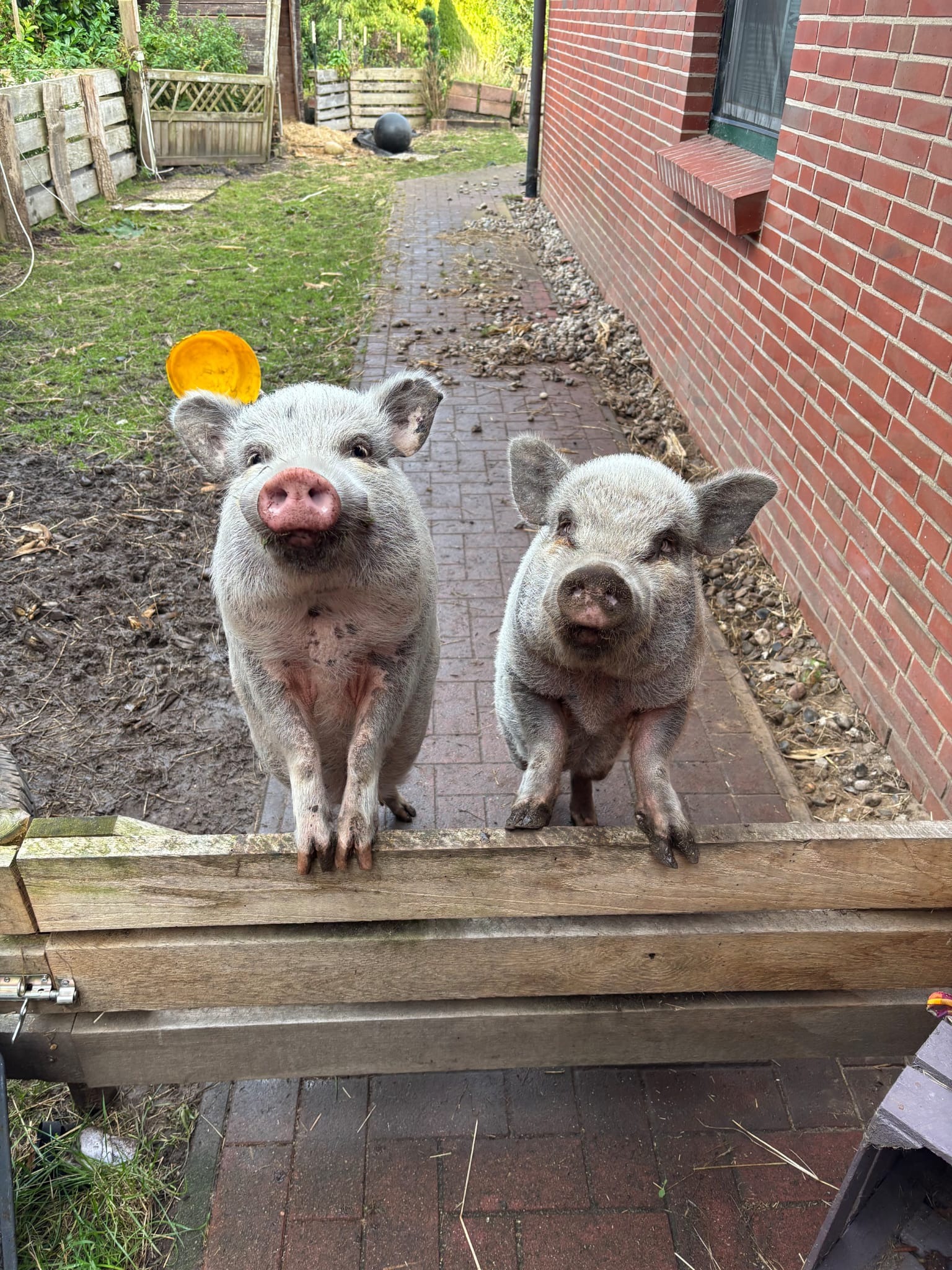 Der gude Hof muss bleiben! campaign photo, 2 of 8